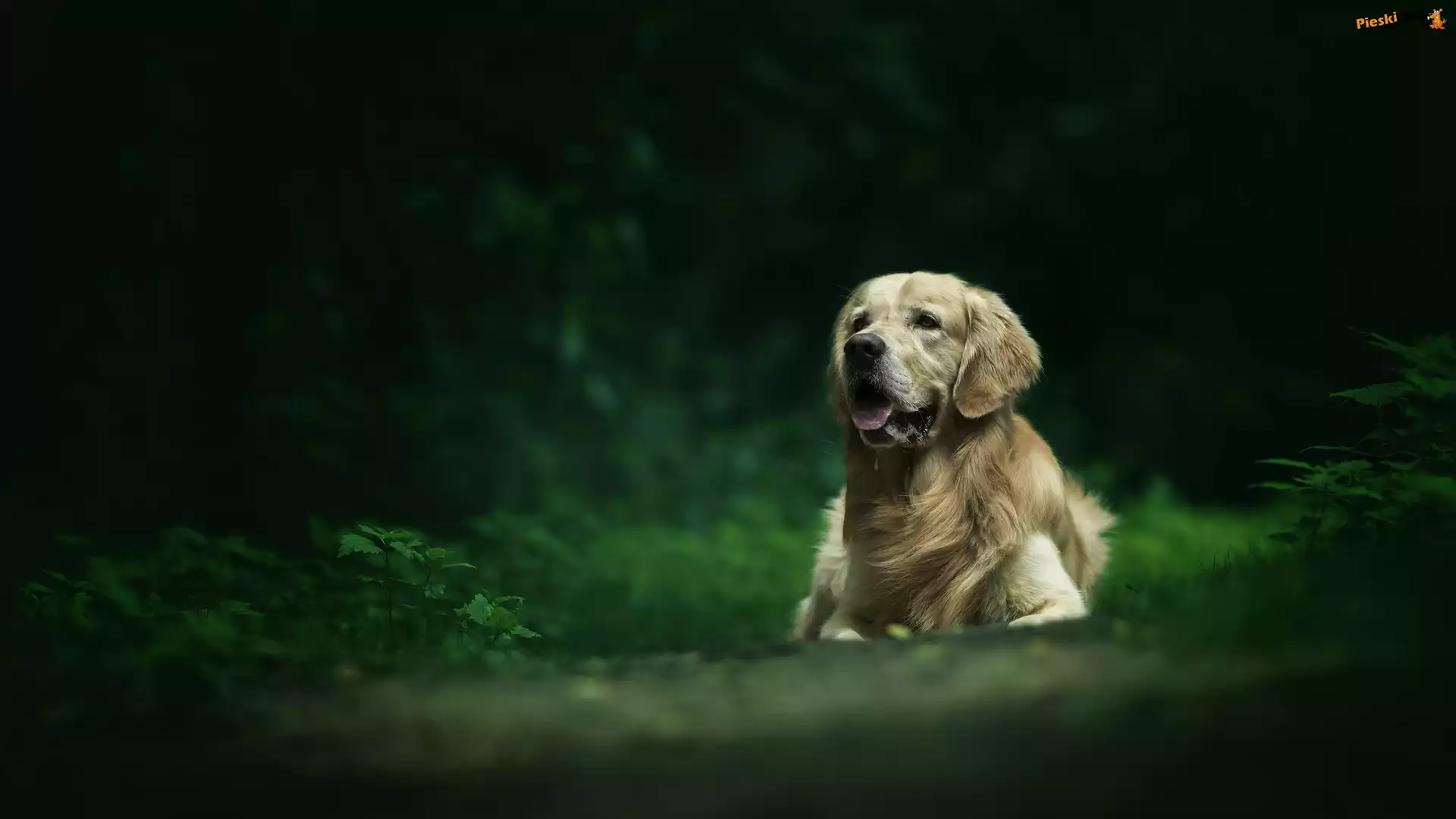 Rozmyte, Golden retriever, Pies, Rośliny, Tło