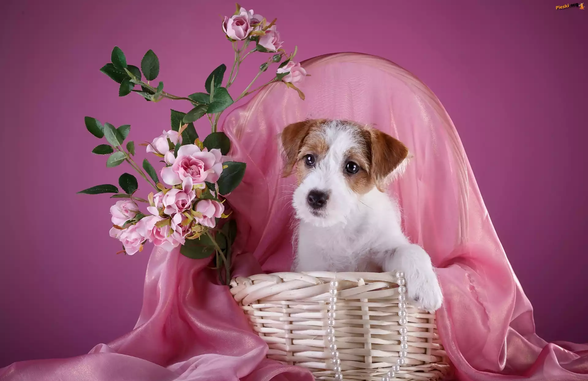 Kosz, Szczeniak, Pies, Jack Russell terrier, Kwiatki