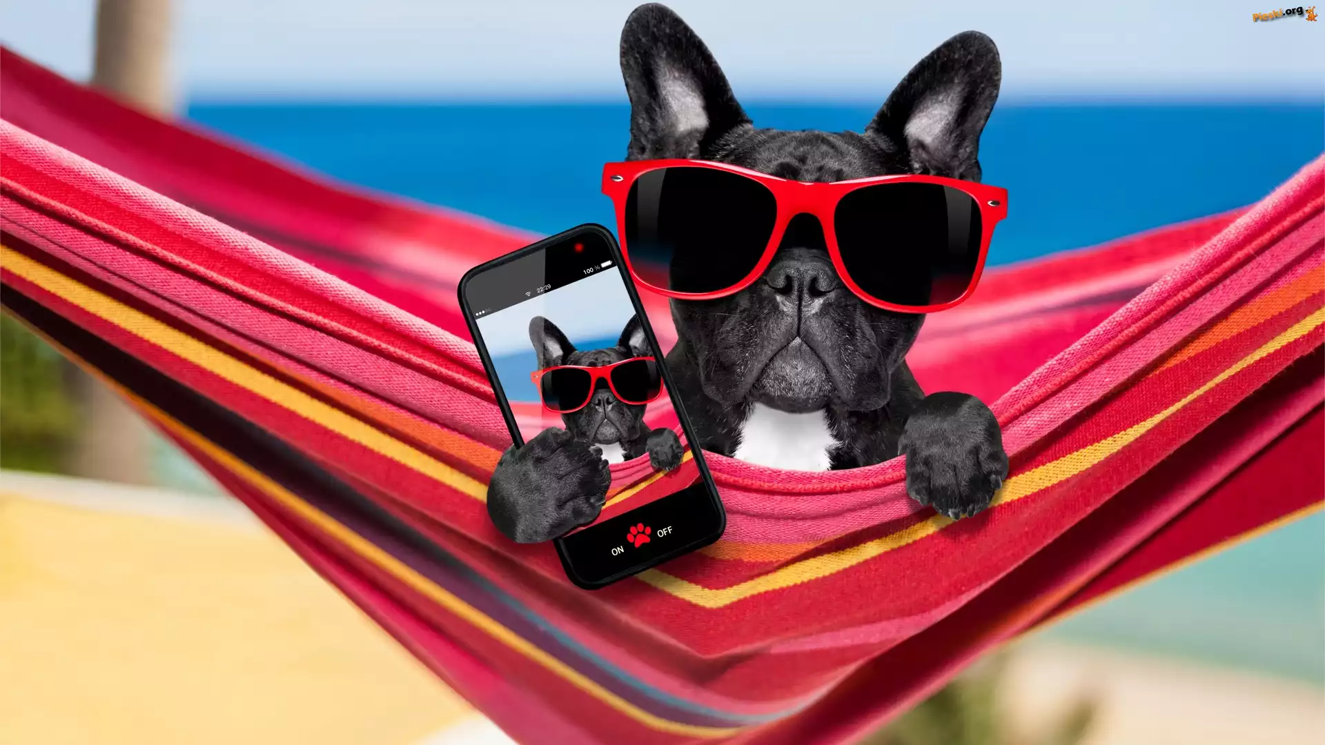 Selfie, Buldog francuski, Pies, Telefon, Śmieszne