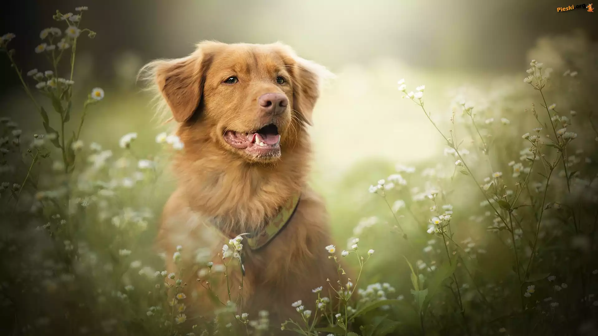 Kwiaty, Retriever z Nowej Szkocji, Pies, Mordka, Przymiotno