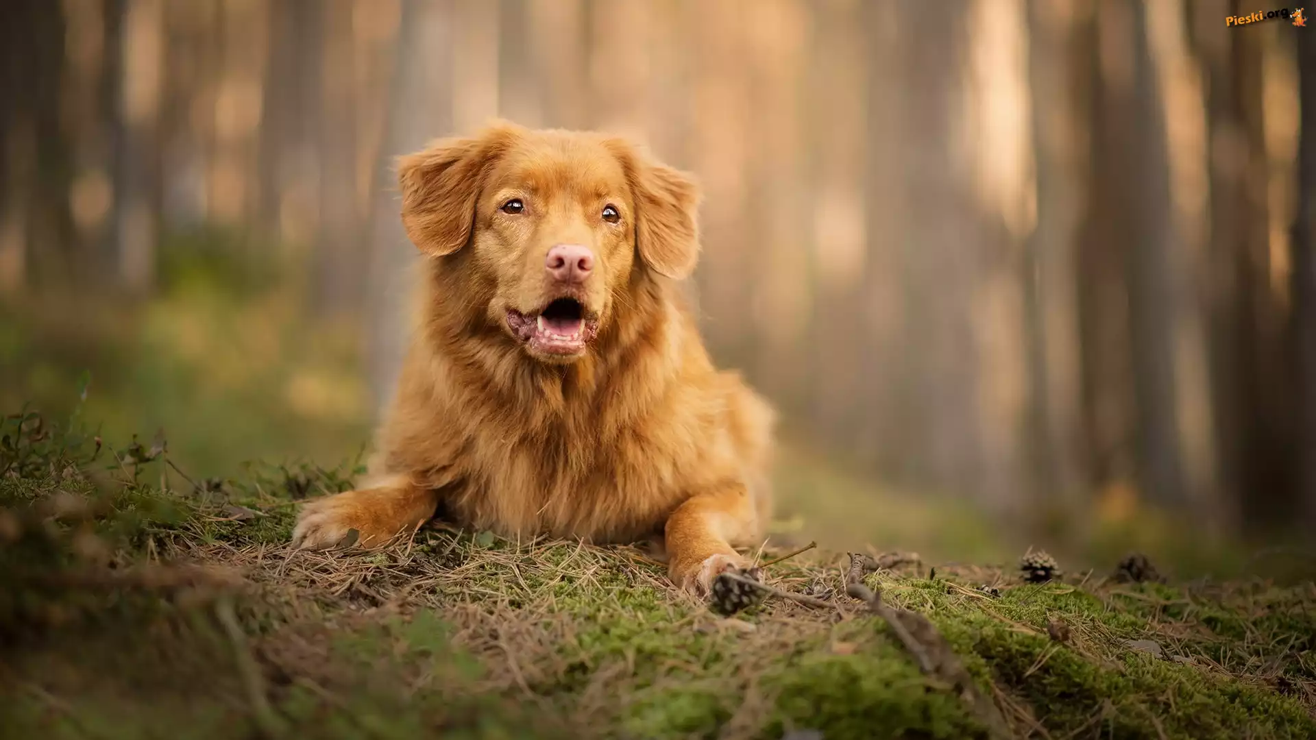 Ściółka, Retriever z Nowej Szkocji, Pies, Mordka, Szyszki