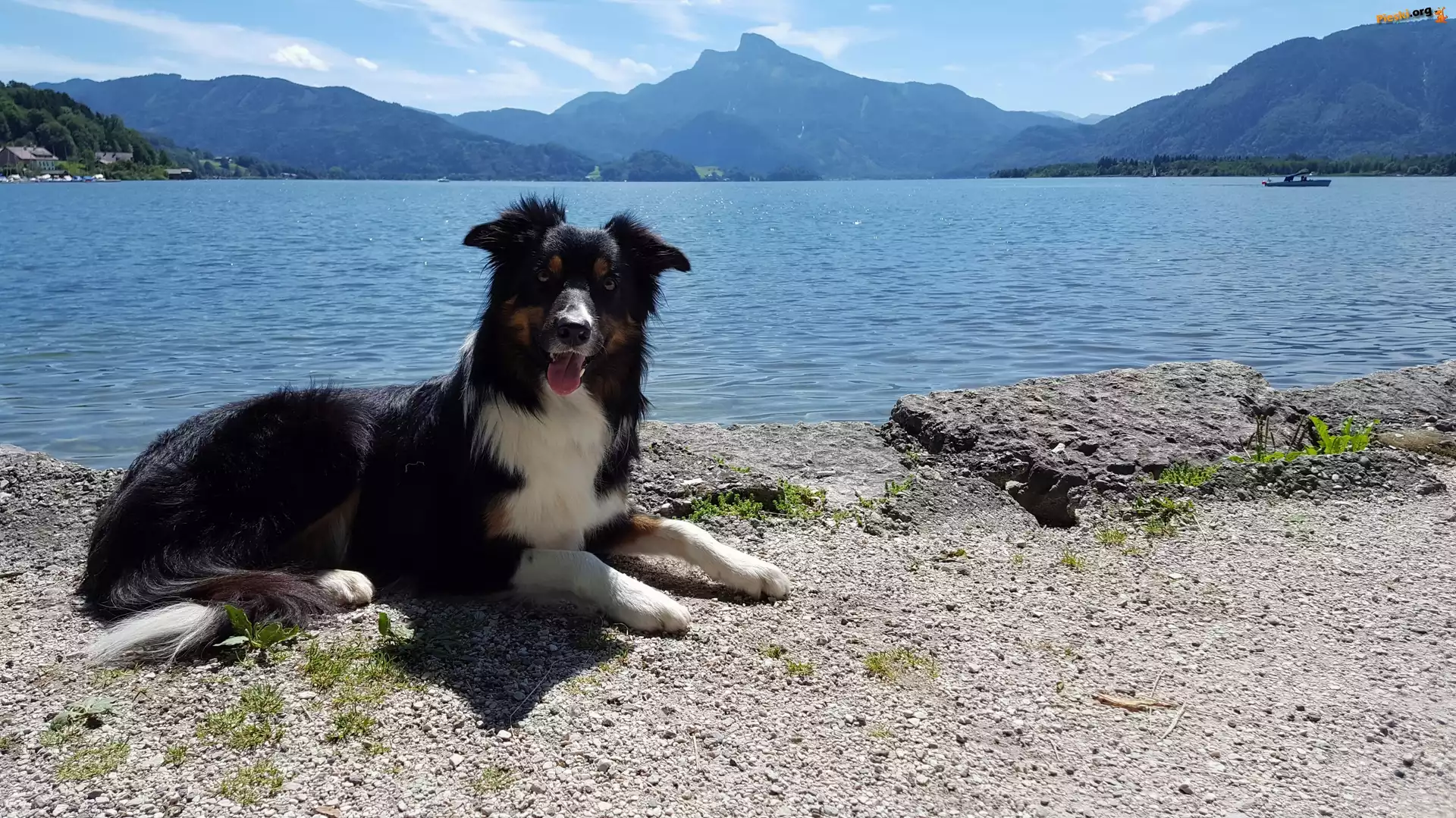 Jezioro, Pies, Border collie, Góry