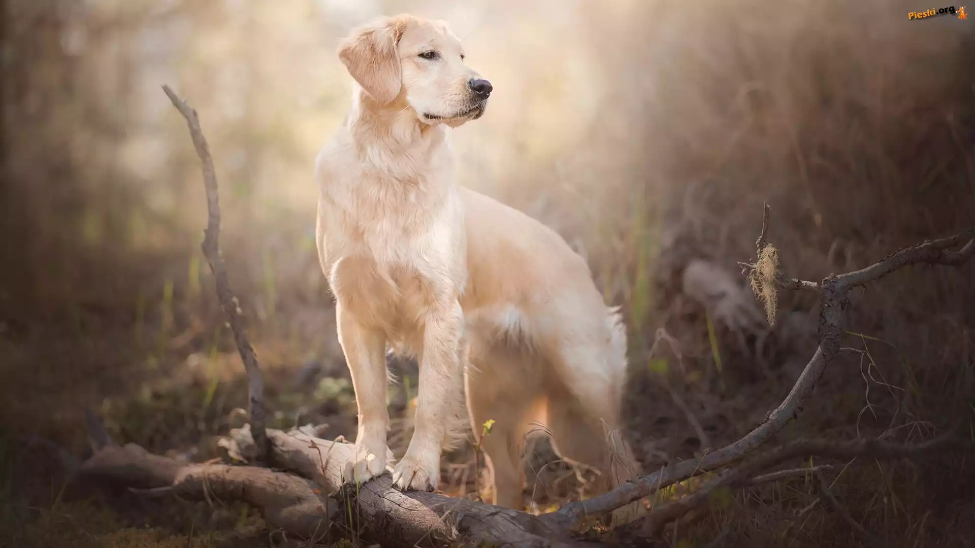 Pies, Golden retriever, Gałęzie