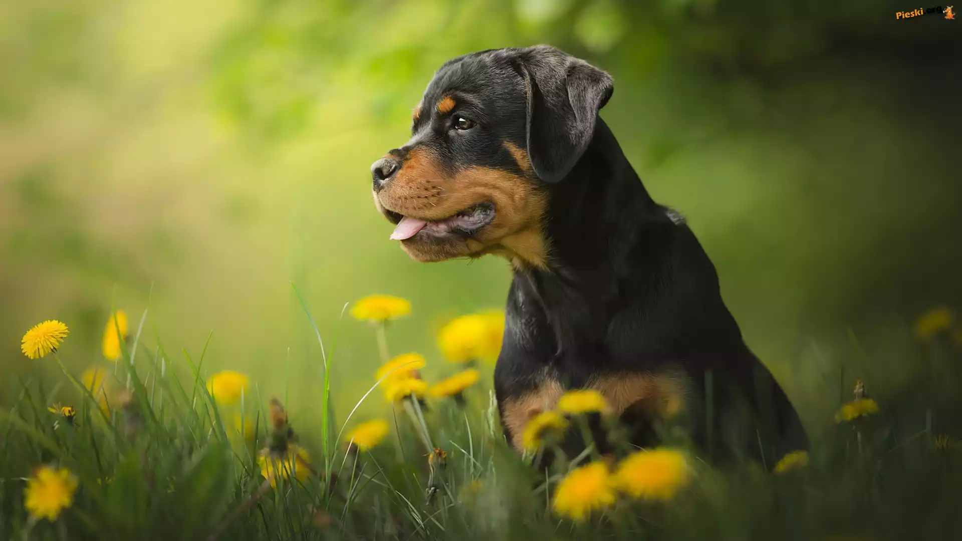 Łąka, Szczeniak, Pies, Rottweiler, Mniszek lekarski