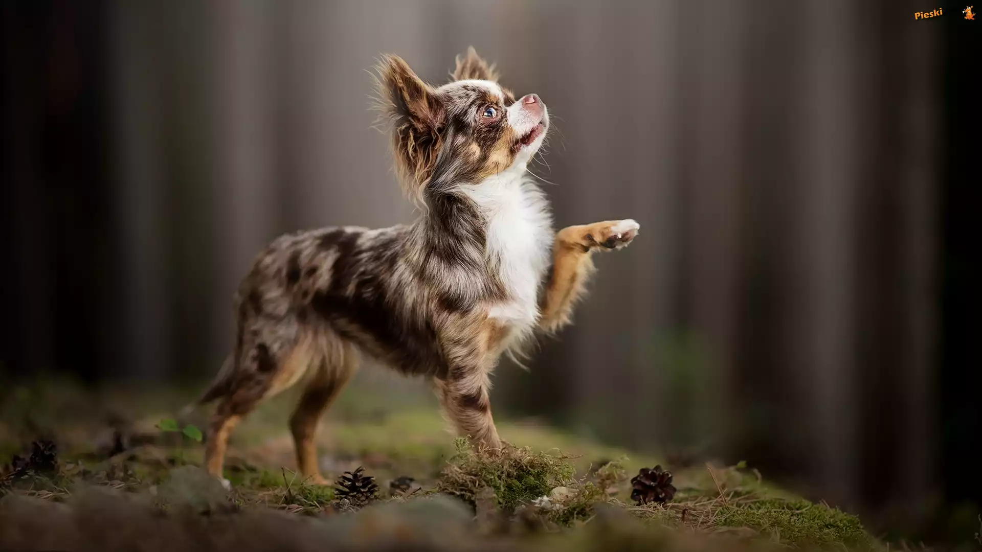 Ściółka, Pies, Chihuahua długowłosa, Szyszki