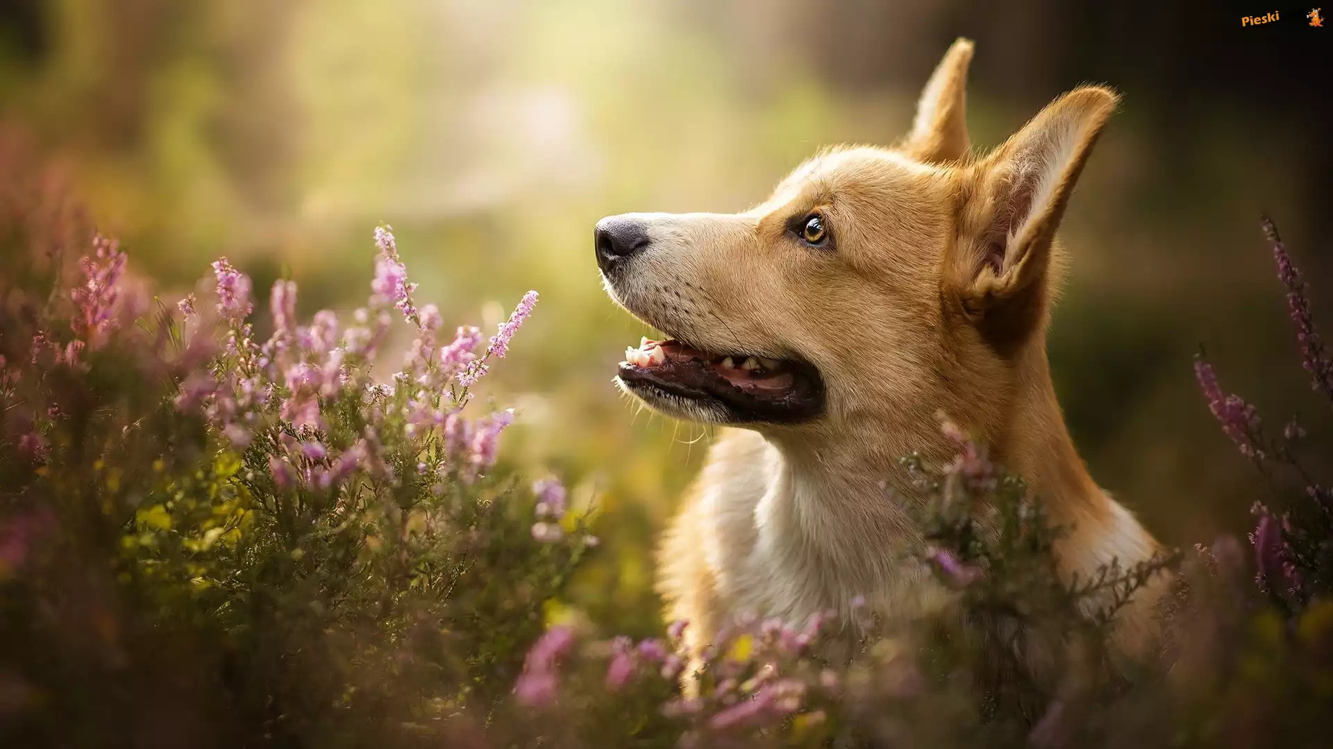 Mordka, Pies, Welsh corgi pembroke, Wrzos