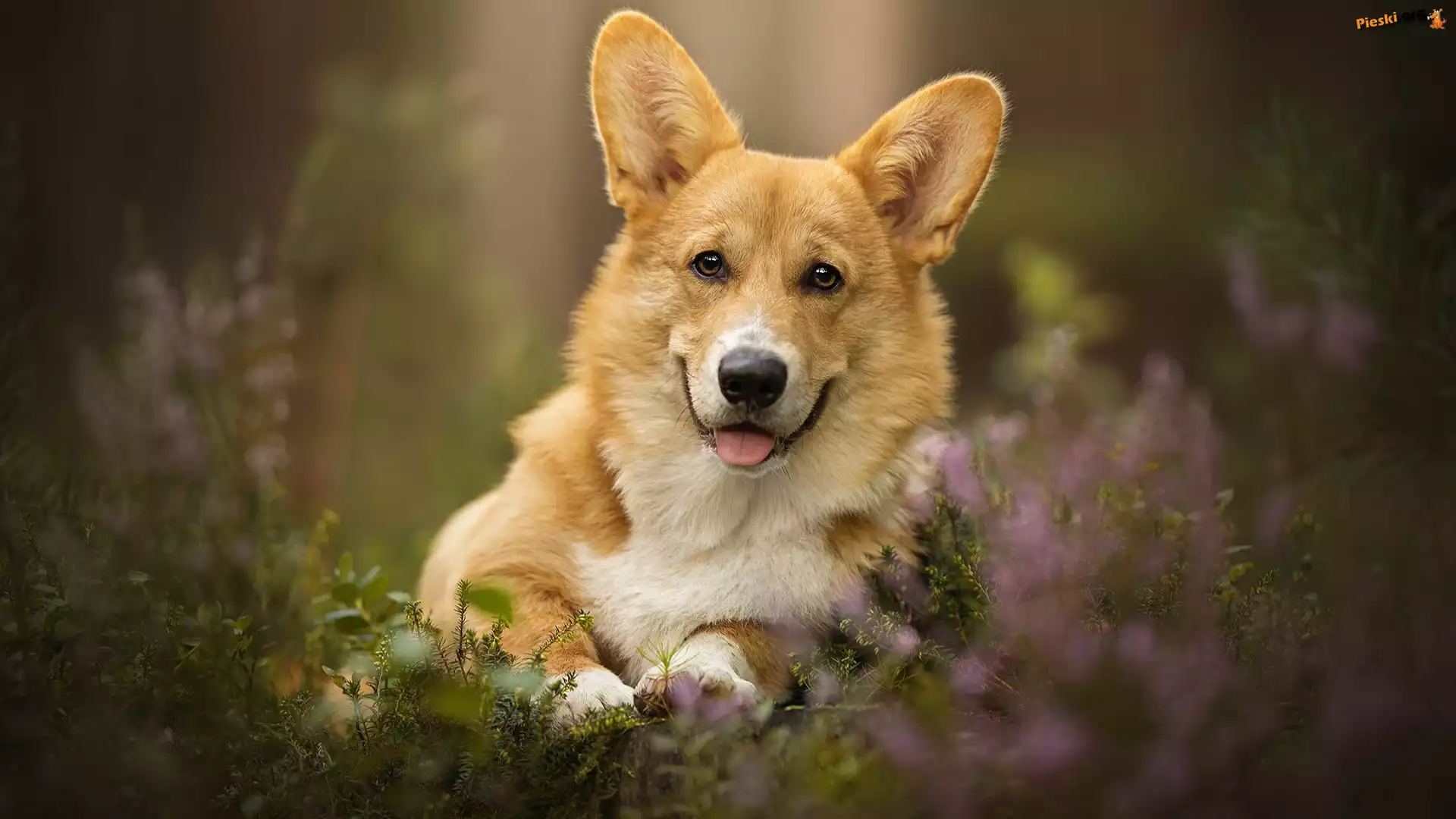 Język, Welsh corgi pembroke, Pies, Mordka, Wrzosy