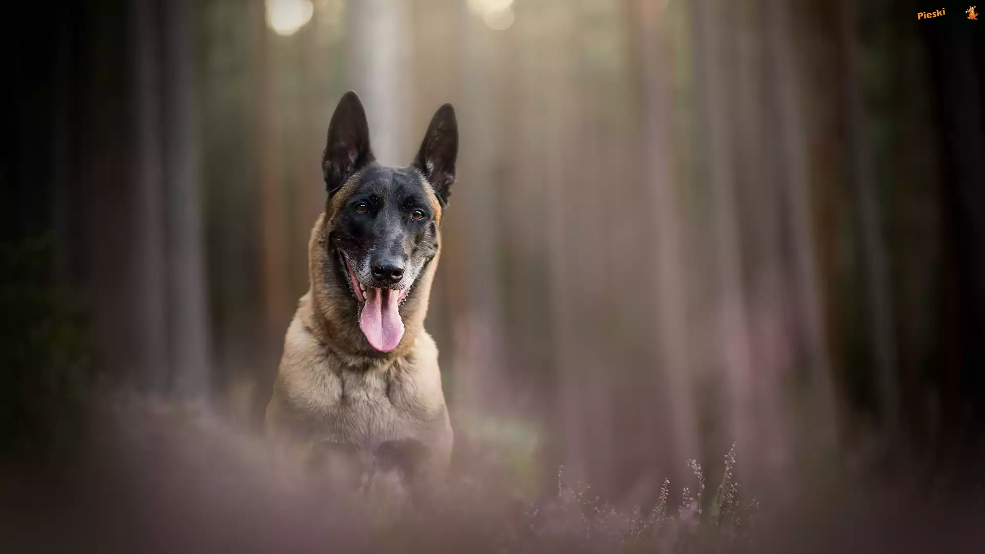 Wrzosy, Pies, Rozmyte, Mordka, Owczarek belgijski malinois, Jęzor, Tło