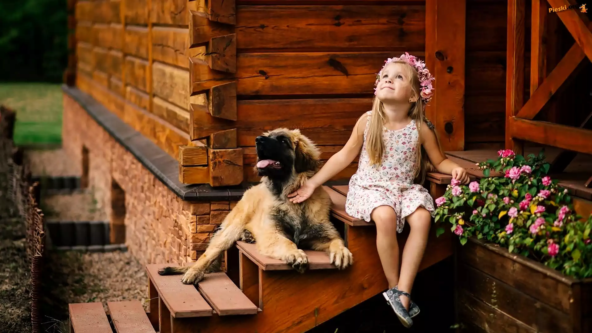 Szczeniak, Pies, Dziewczynka, Leonberger, Schody