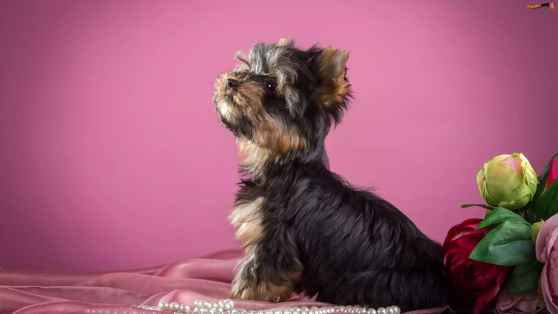 Kwiaty, Słodki, Yorkshire terrier, Perły