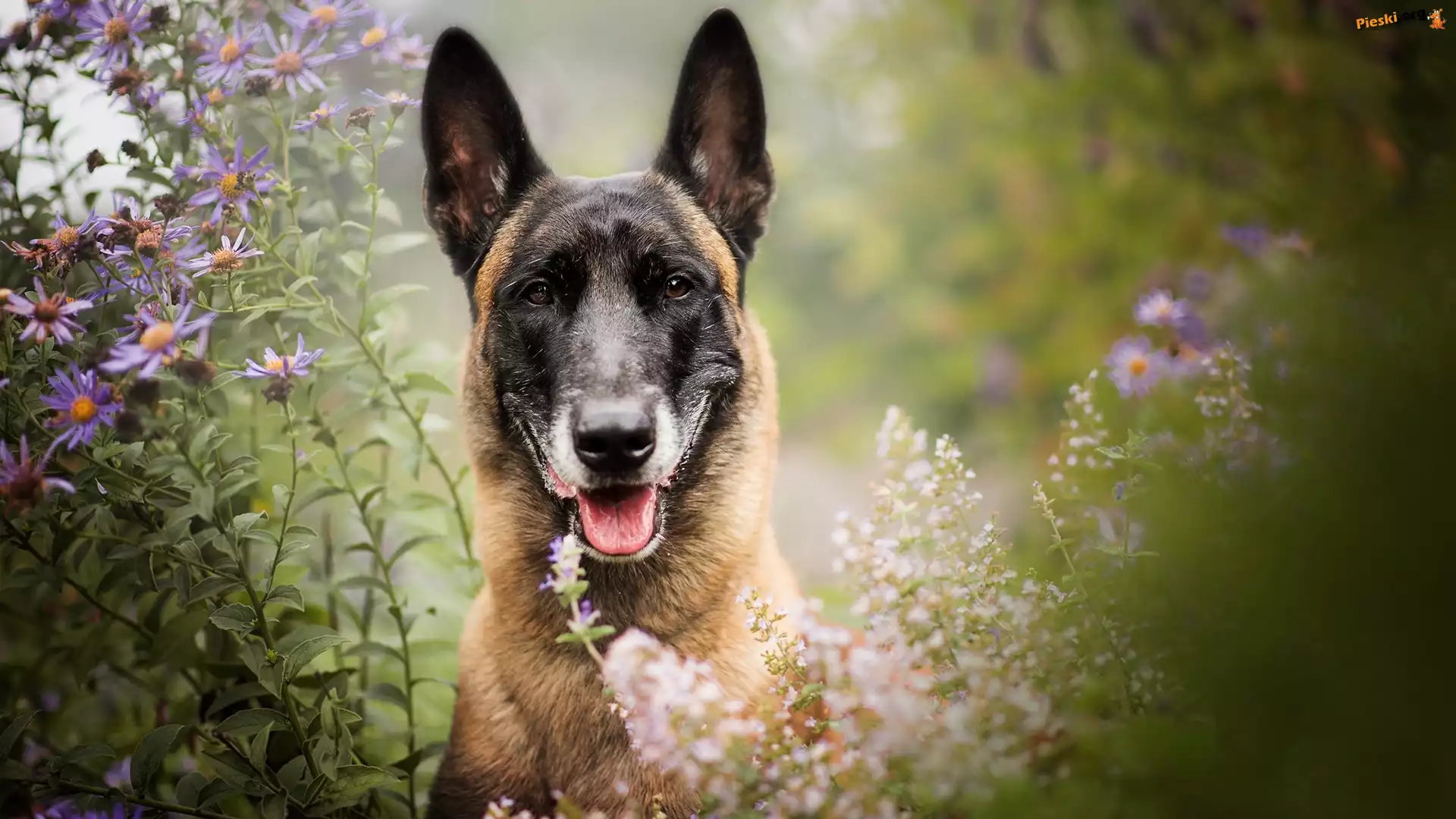 Owczarek belgijski Malinois, Pies, Mordka, Kwiaty