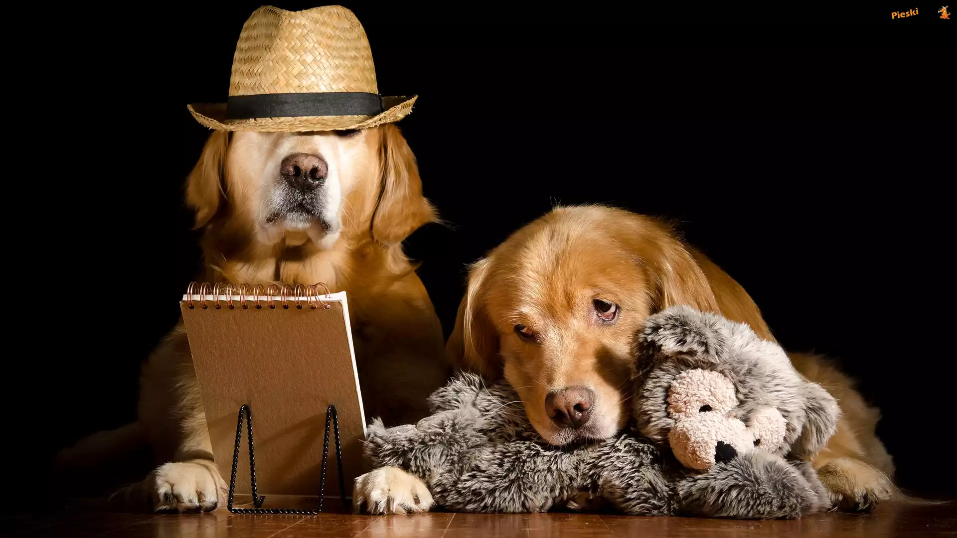 Dwa, Brulion, Kapelusz, Psy, Golden retriever, Pluszak