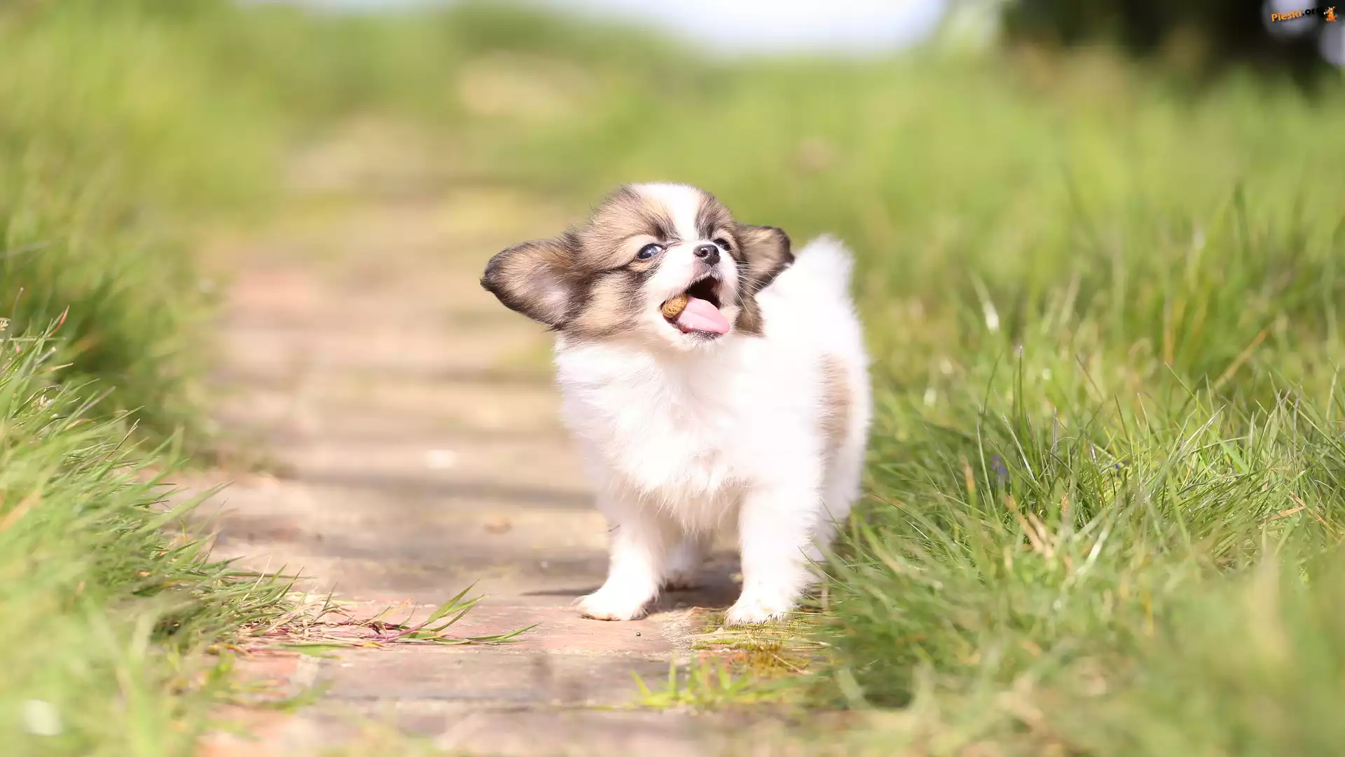 Pies, Trawa, Ścieżka, Szczeniak, Spaniel kontynentalny miniaturowy Papillon, Rozmyte tło