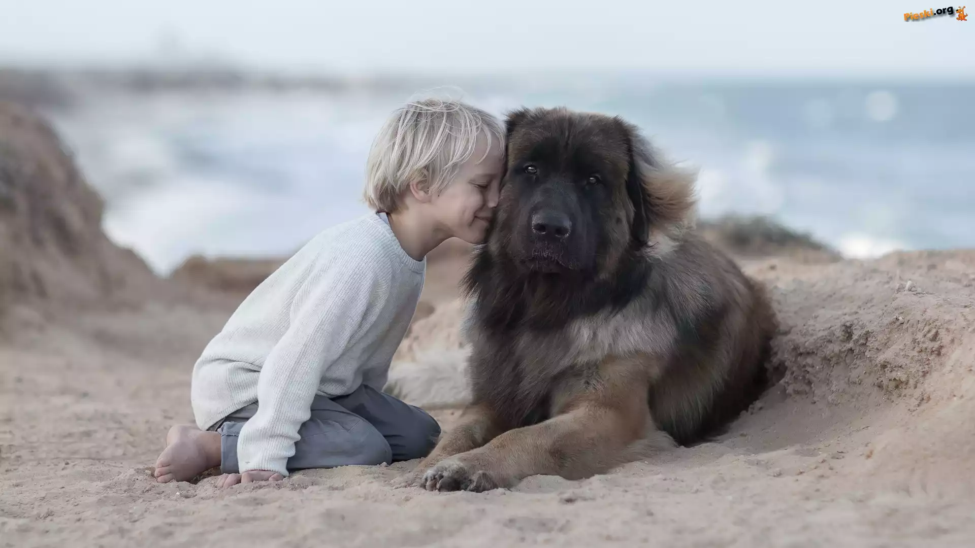 Przyjaciela, Dziecko, Plaża, Pies, Chłopiec, Leonberger, Piasek