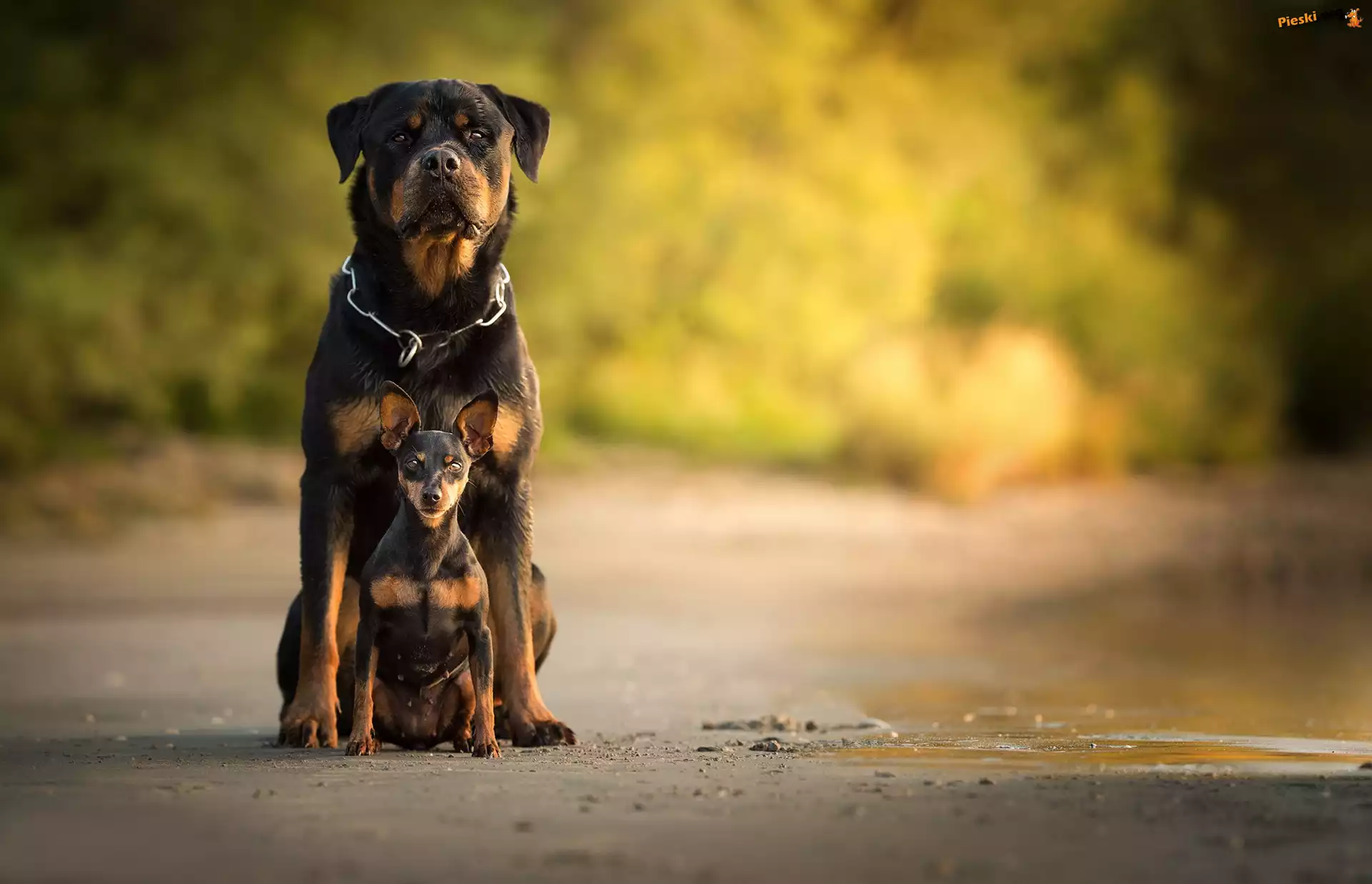 Rottweiler, Pinczer miniaturowy
