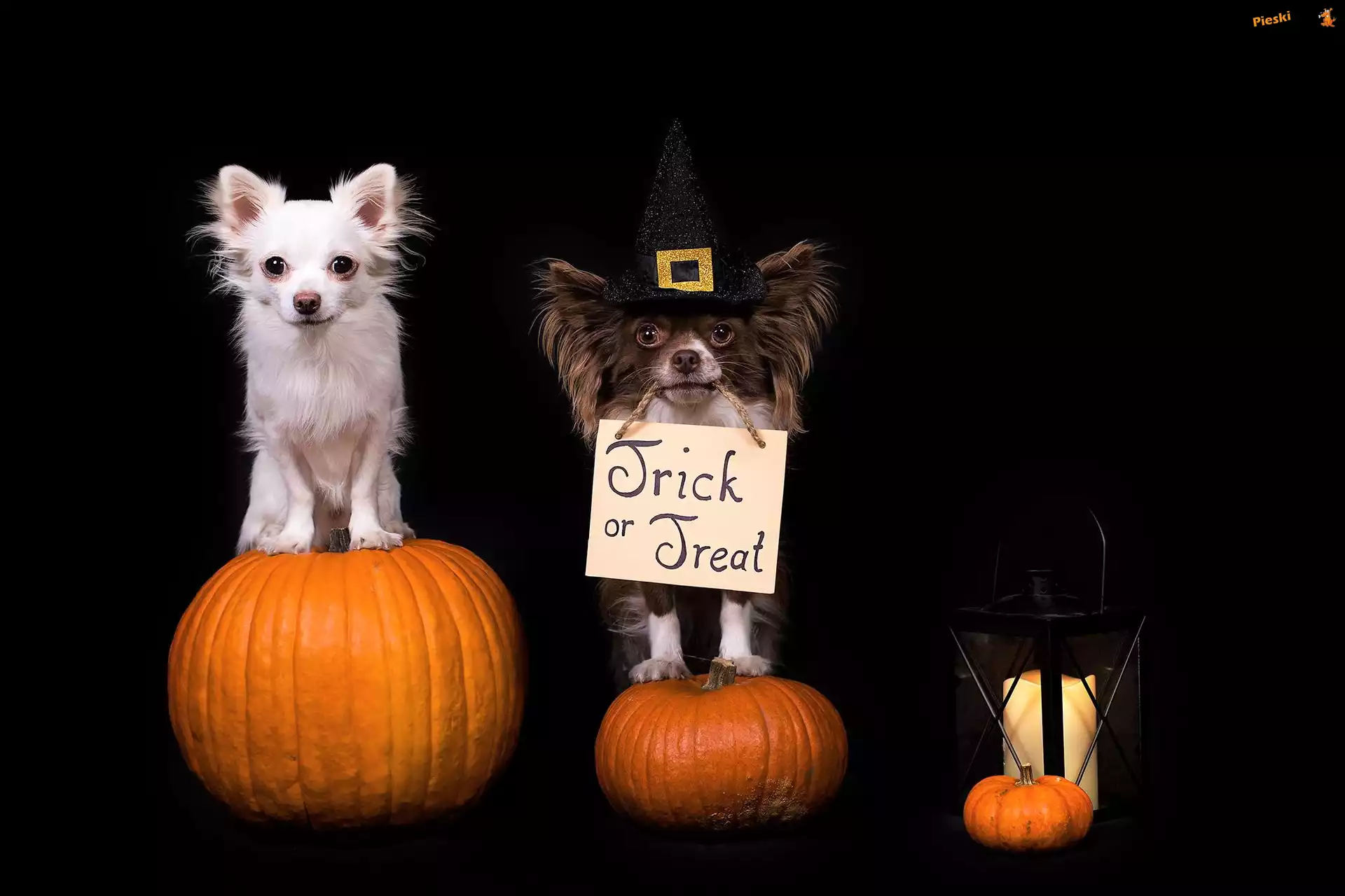 Lampion, Chihuahua, Psy, Dynie, Halloween