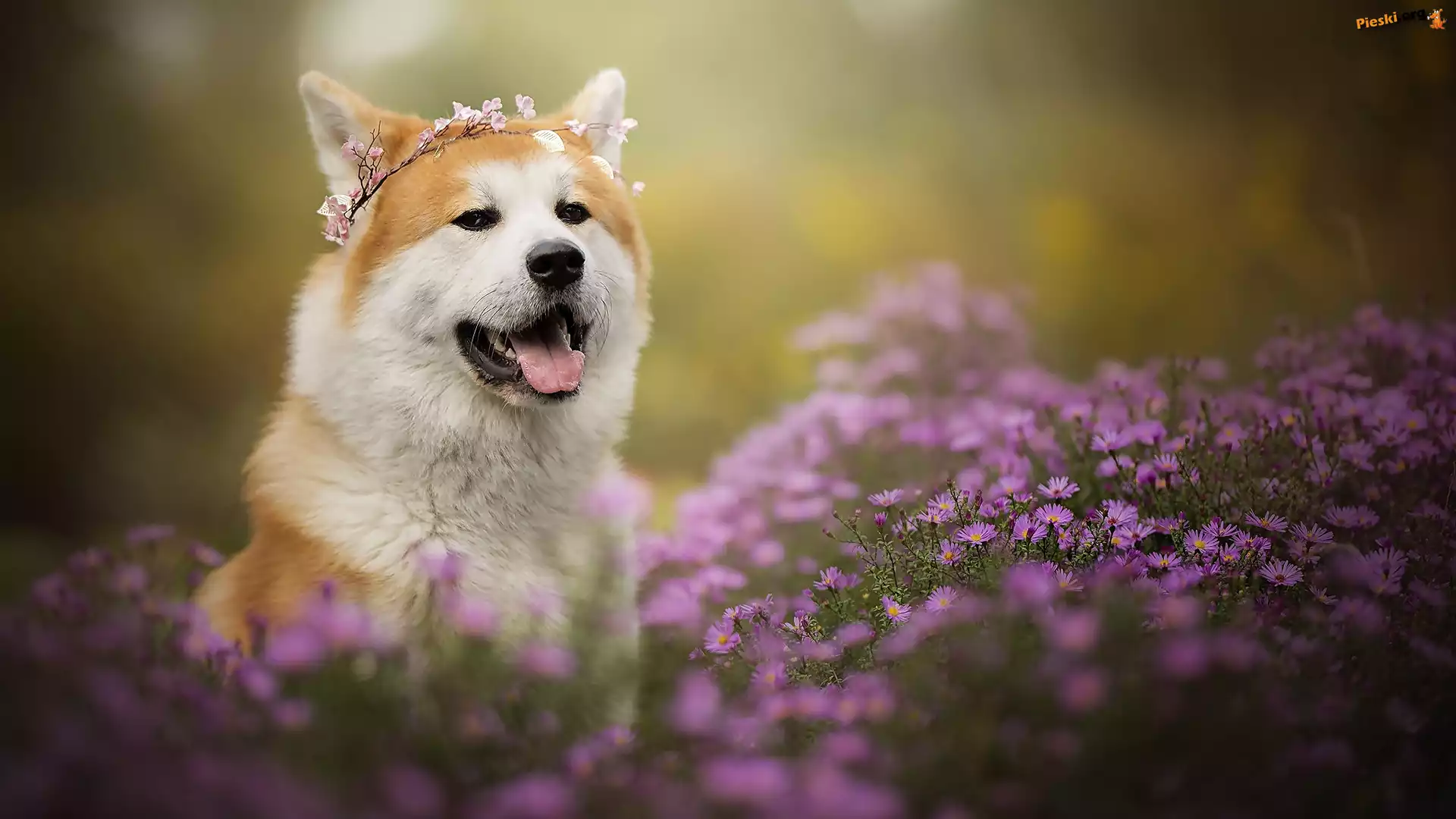 Pies, Kwiaty, Wianek, Akita inu, Mordka, Astry marcinki