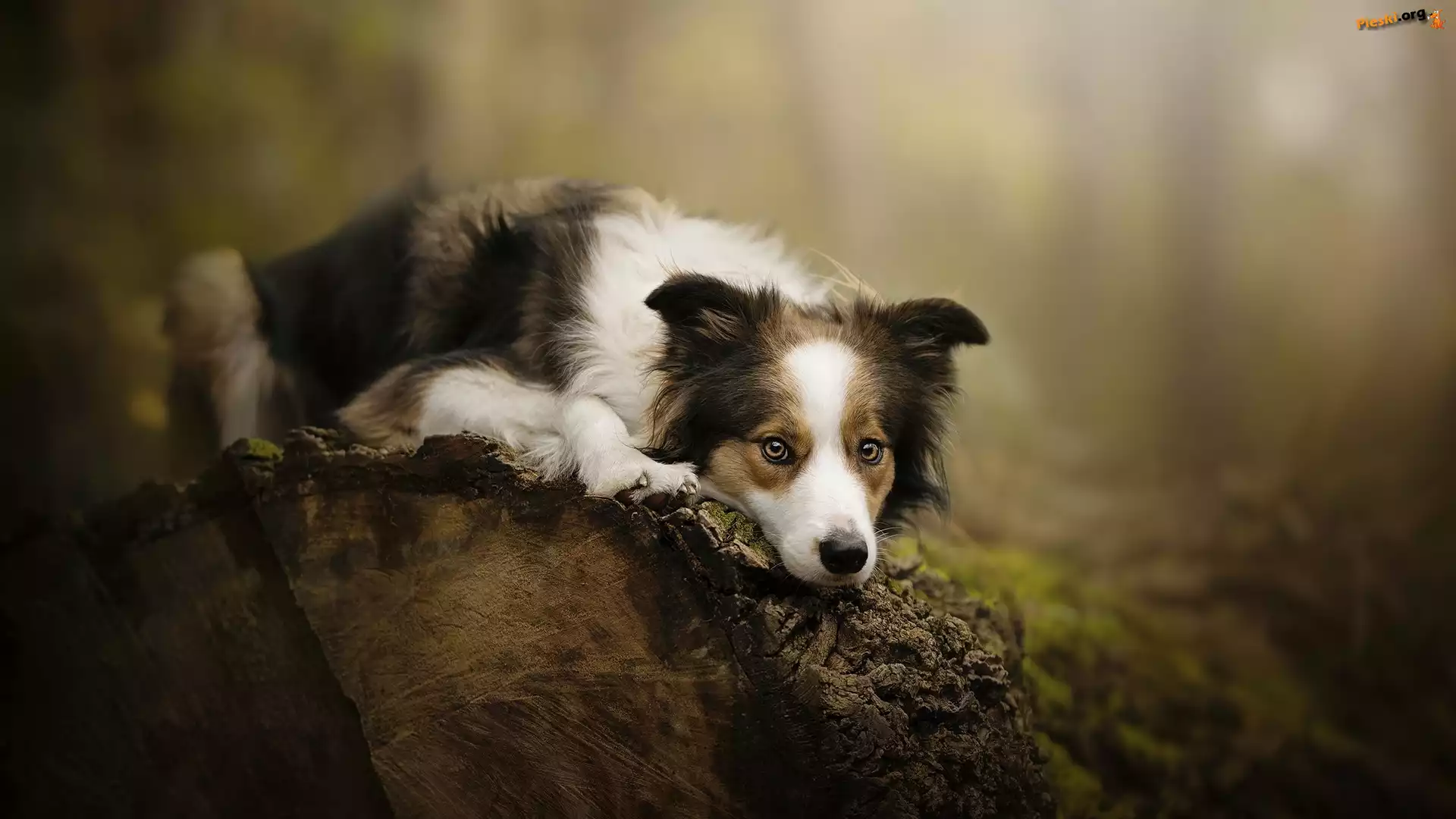 Mordka, Pies, Border collie, Kłoda