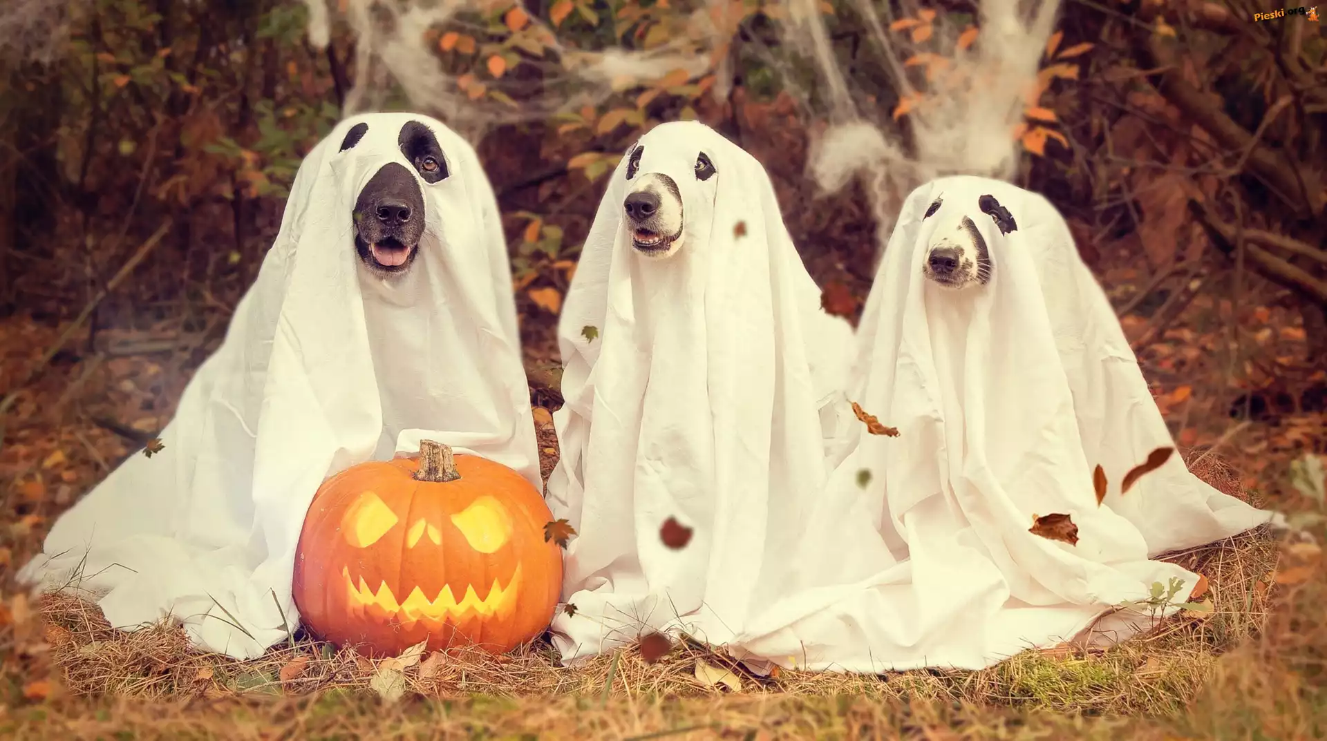 Trzy, Liście, Halloween, Psy, Dynia, Jesień