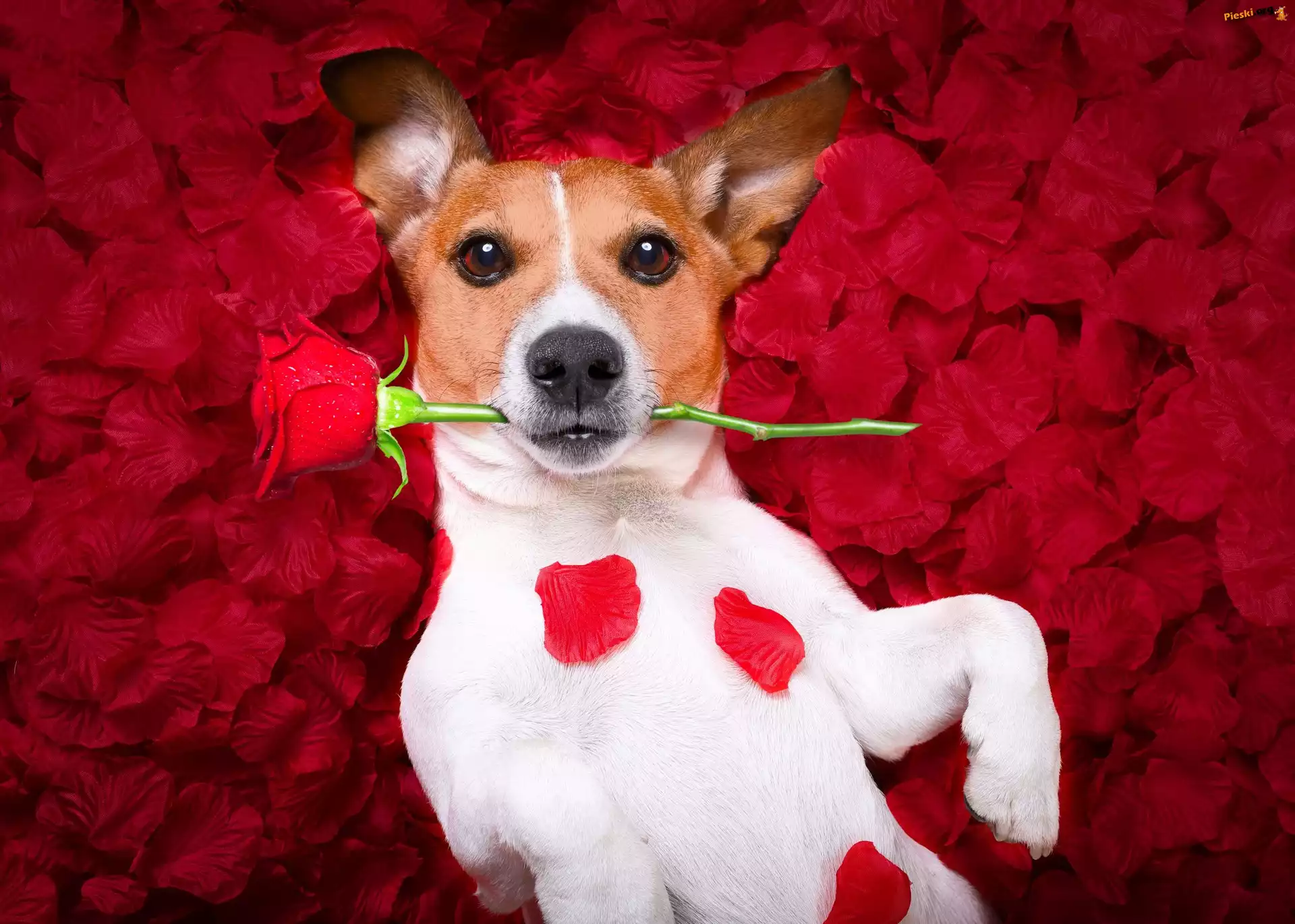 Róża, Pies, Jack Russell terrier, Płatki