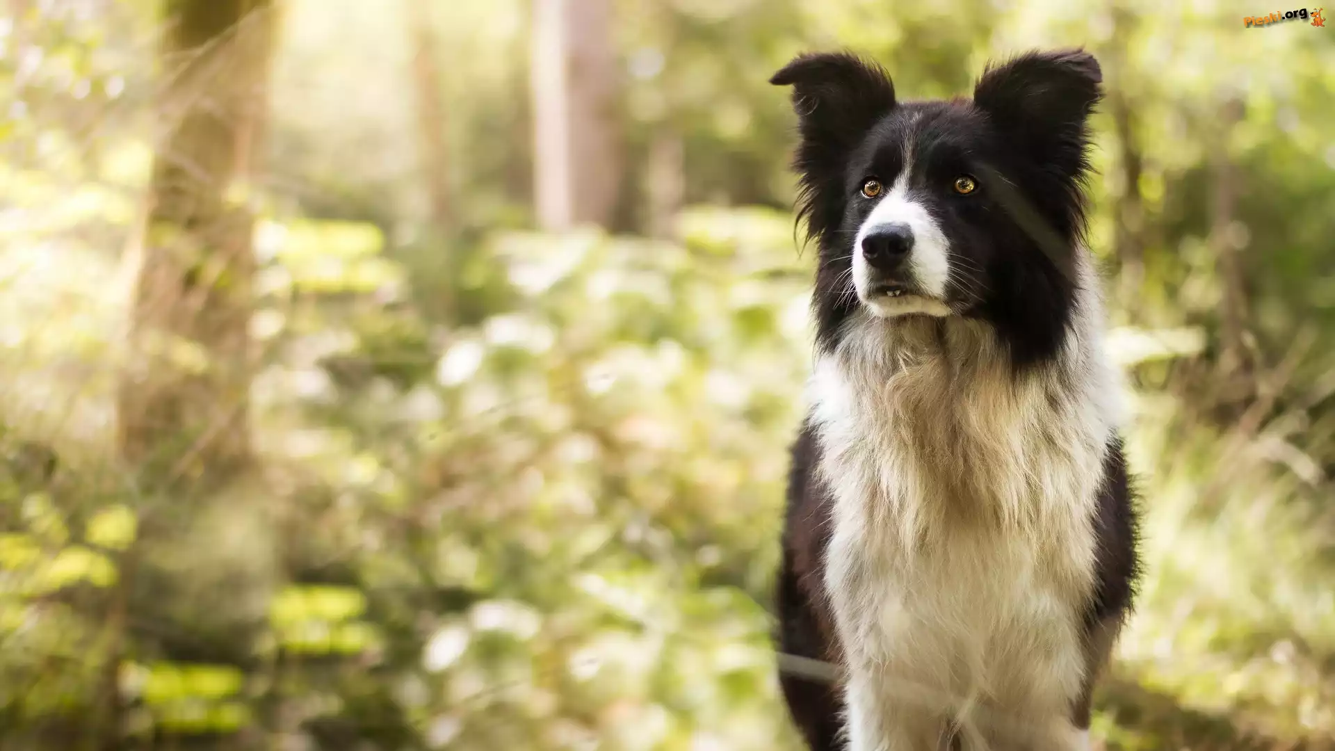 Pies, Czarno-biały, Border collie