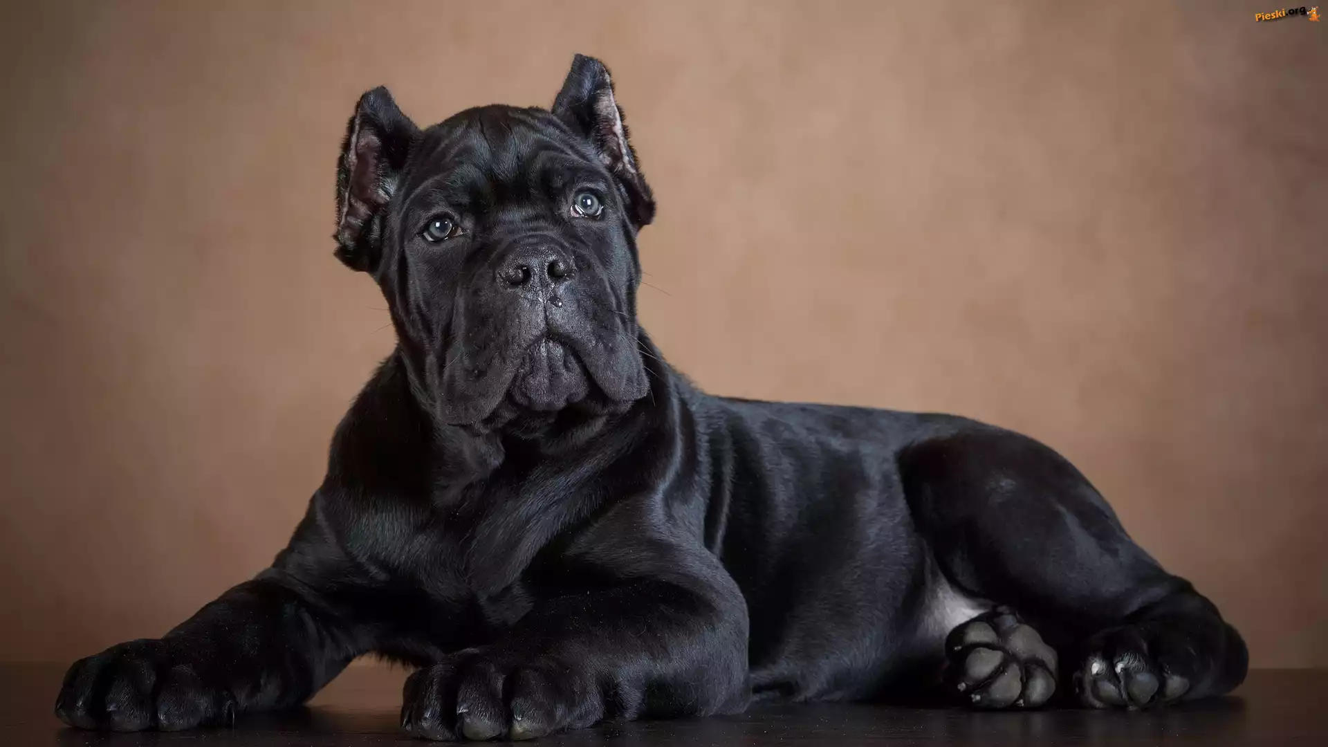 Szczeniak, Czarny, Pies, Cane Corso