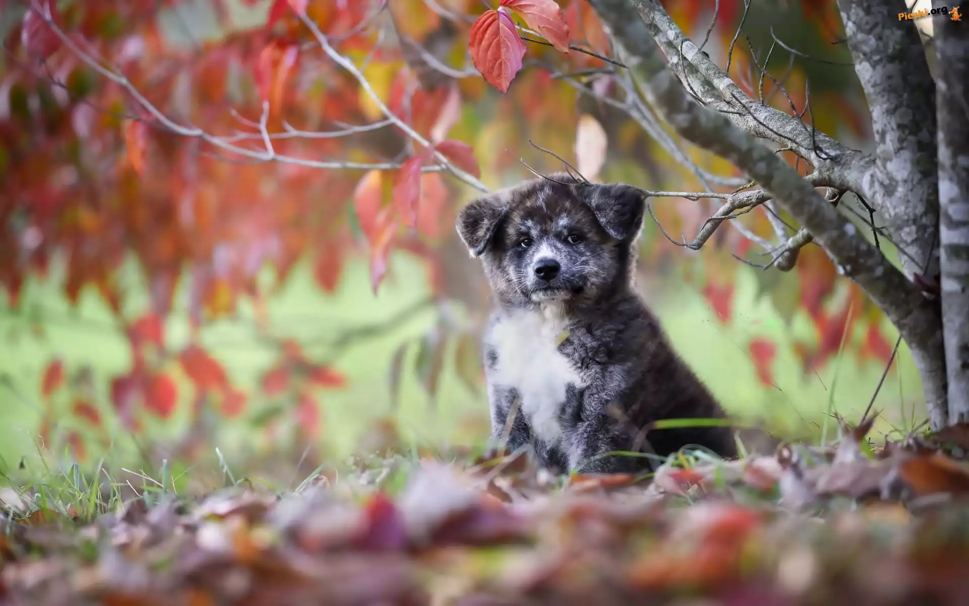 Liście, Akita inu, Szczeniaczek, Drzewo, Jesień