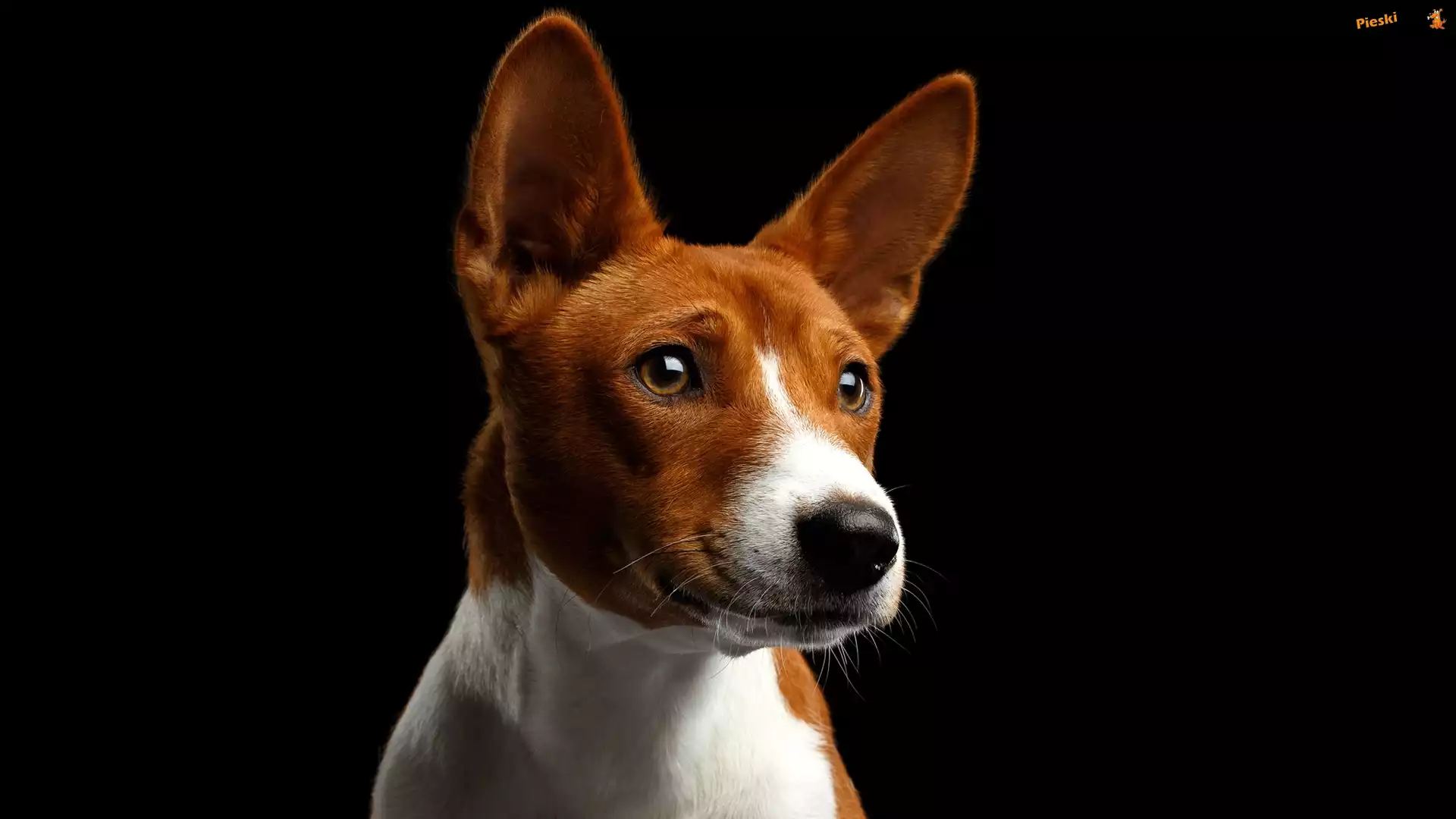 Pies, Basenji, Mordka