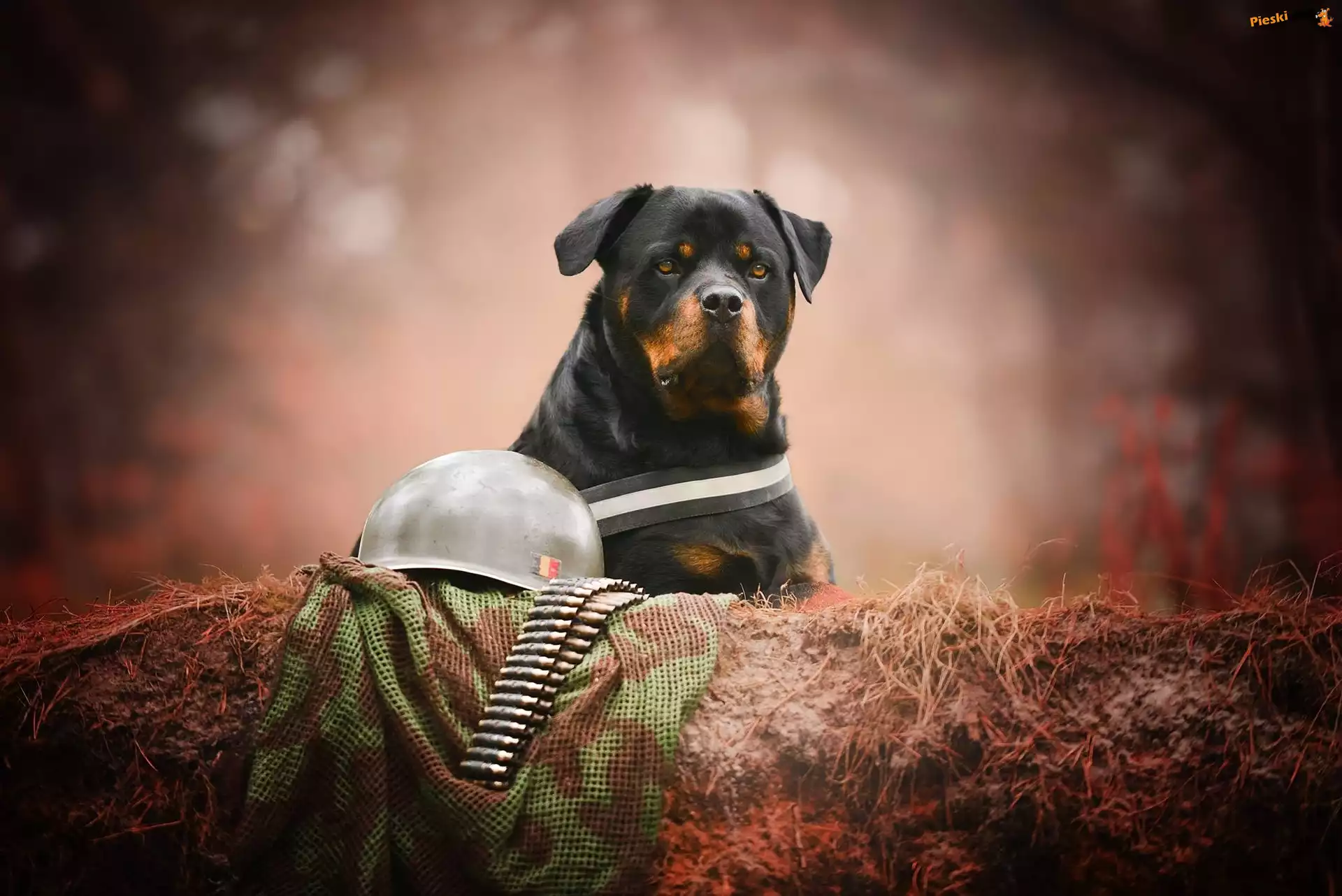Hełm, Pies, Rottweiler, Naboje