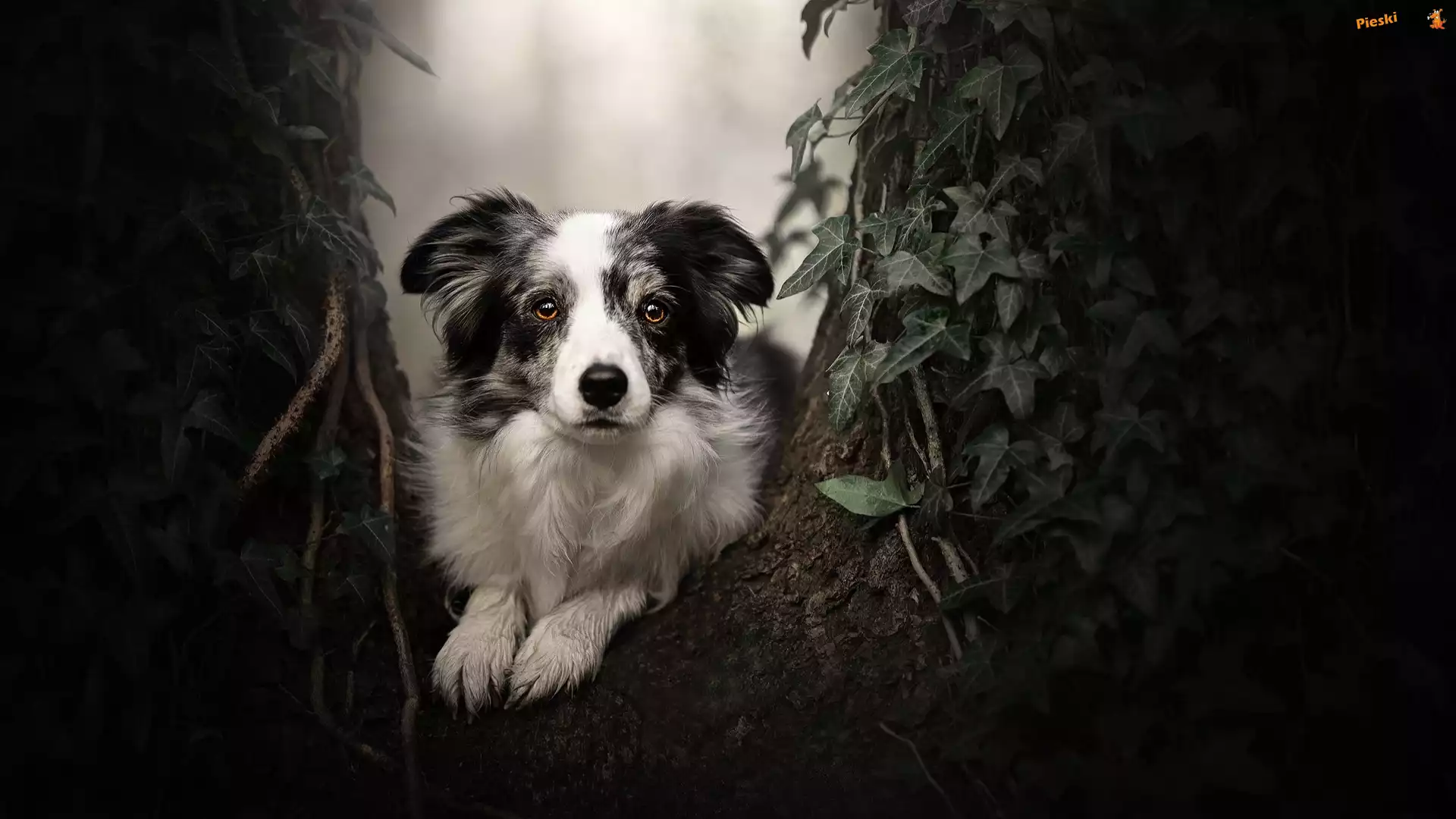 Pies, Roślina, Drzewo, Border collie, Mordka, Liście