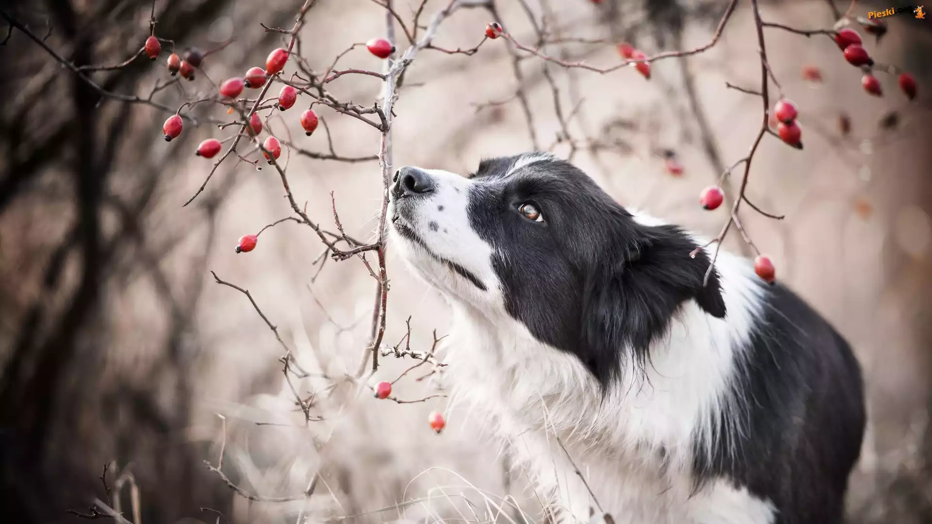 Gałązki, Pies, Border collie, Owoce