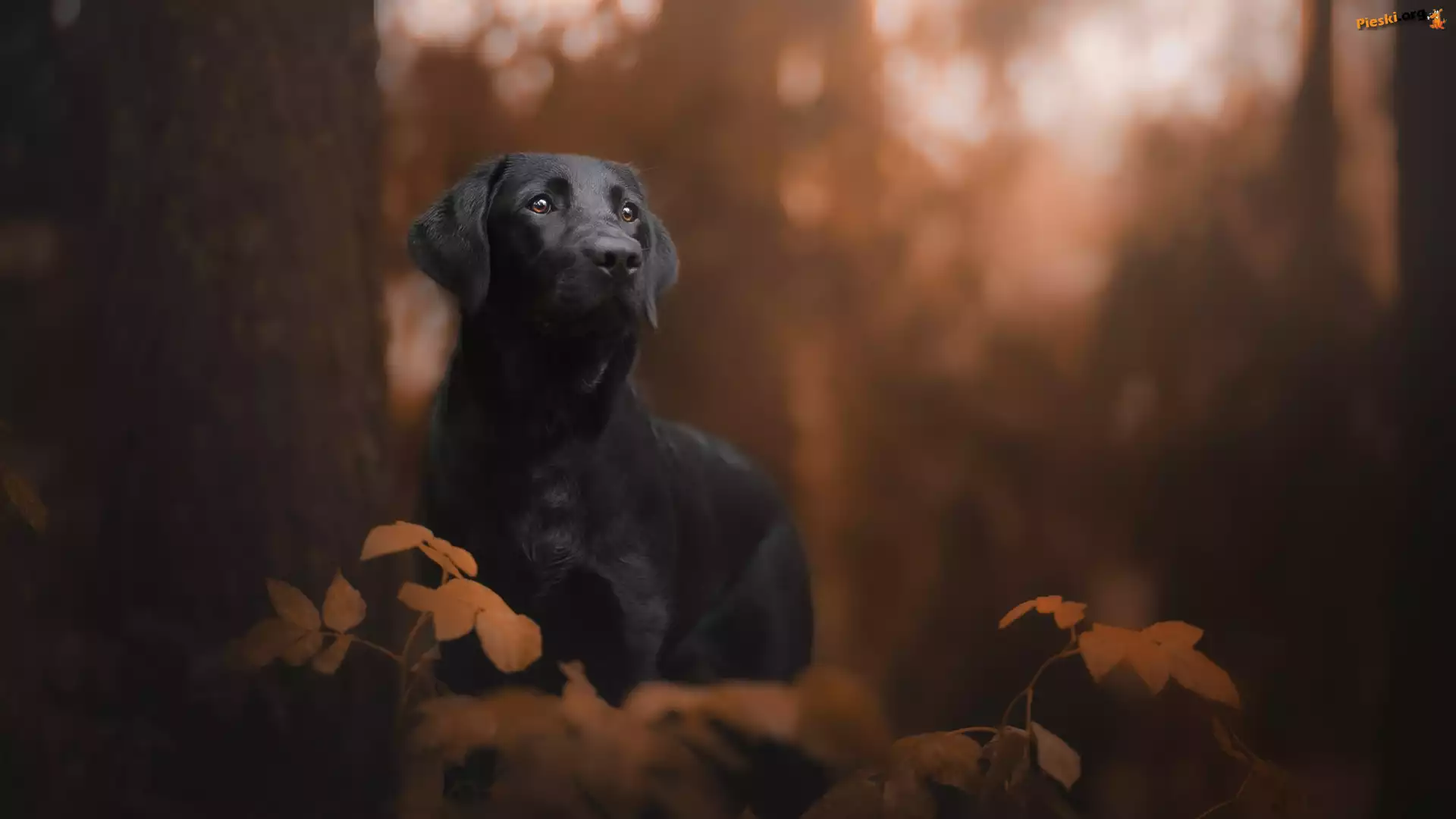 Drzewo, Czarny, Pies, Labrador retriever, Liście