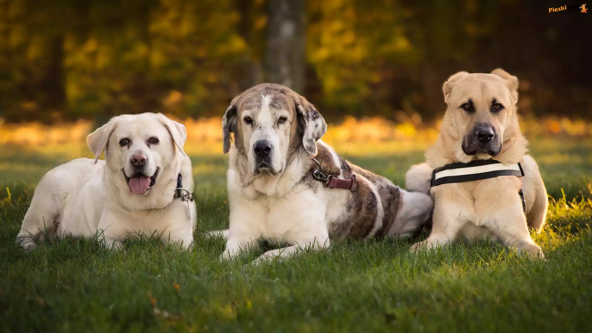 Labrador retriever, Trzy, Psy, Mastif hiszpański