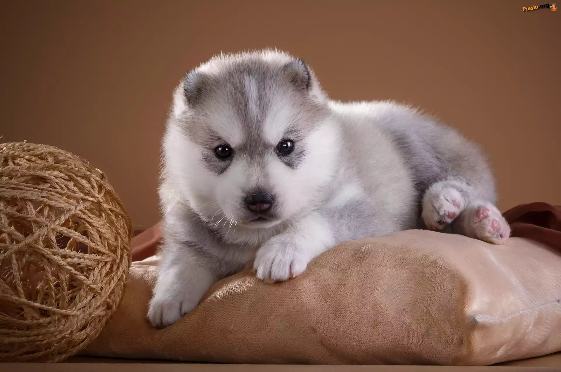 Siberian husky, Pies, Szczeniak, Poduszka