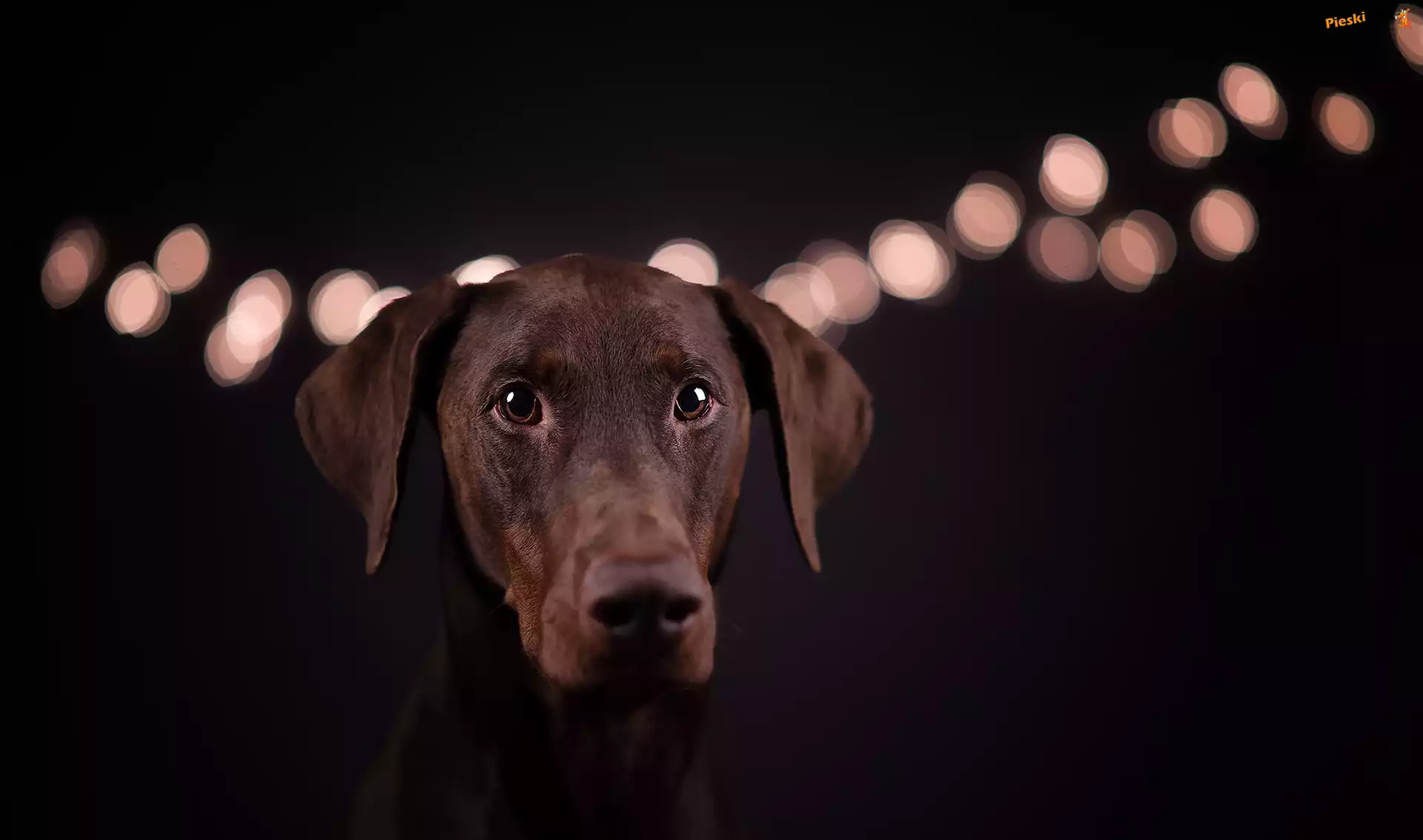 Czarne, Doberman, Pies, Światła, Tło