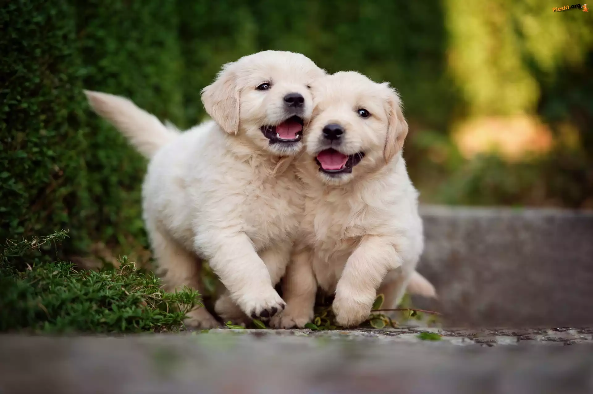 Psy, Szczeniaki, Dwa, Golden Retrievery