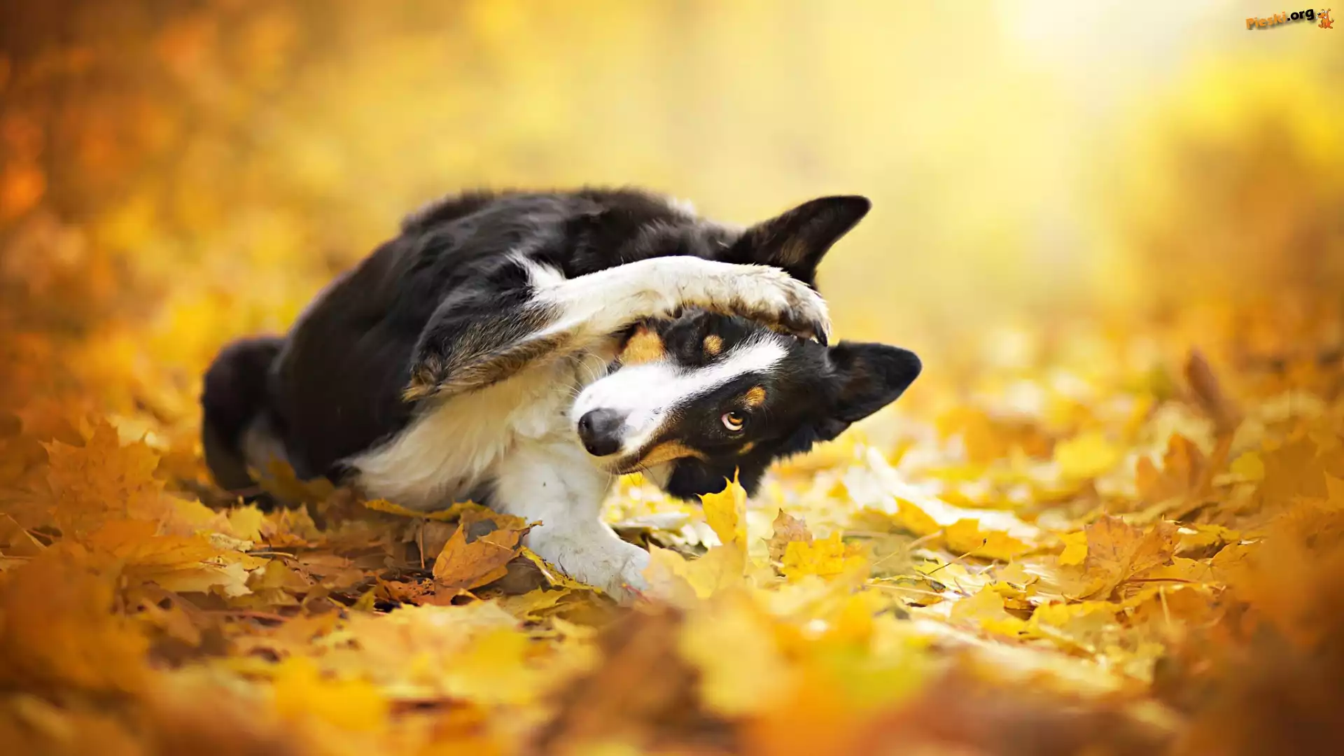 Żółte, Pies, Border collie, Liście