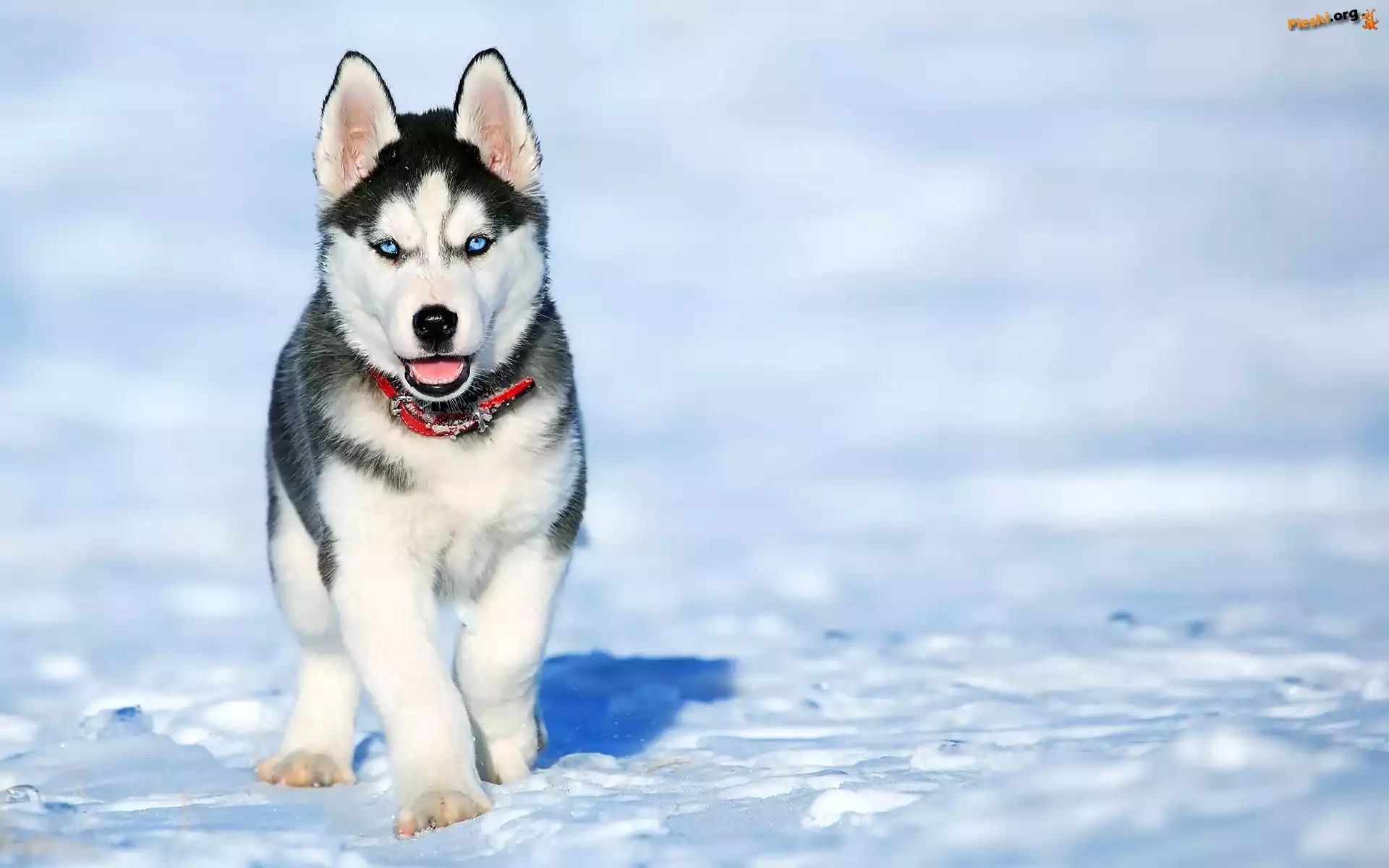 Siberian husky, Szczeniak, Śnieg