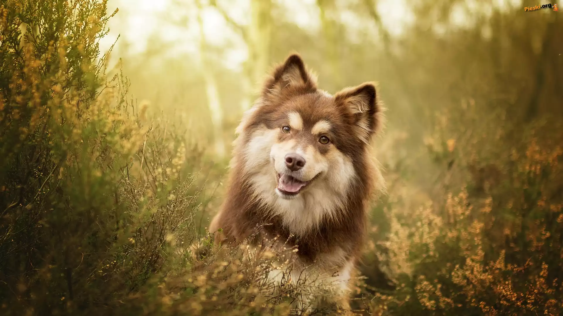 Mordka, Pies, Fiński lapphund, Wrzosy