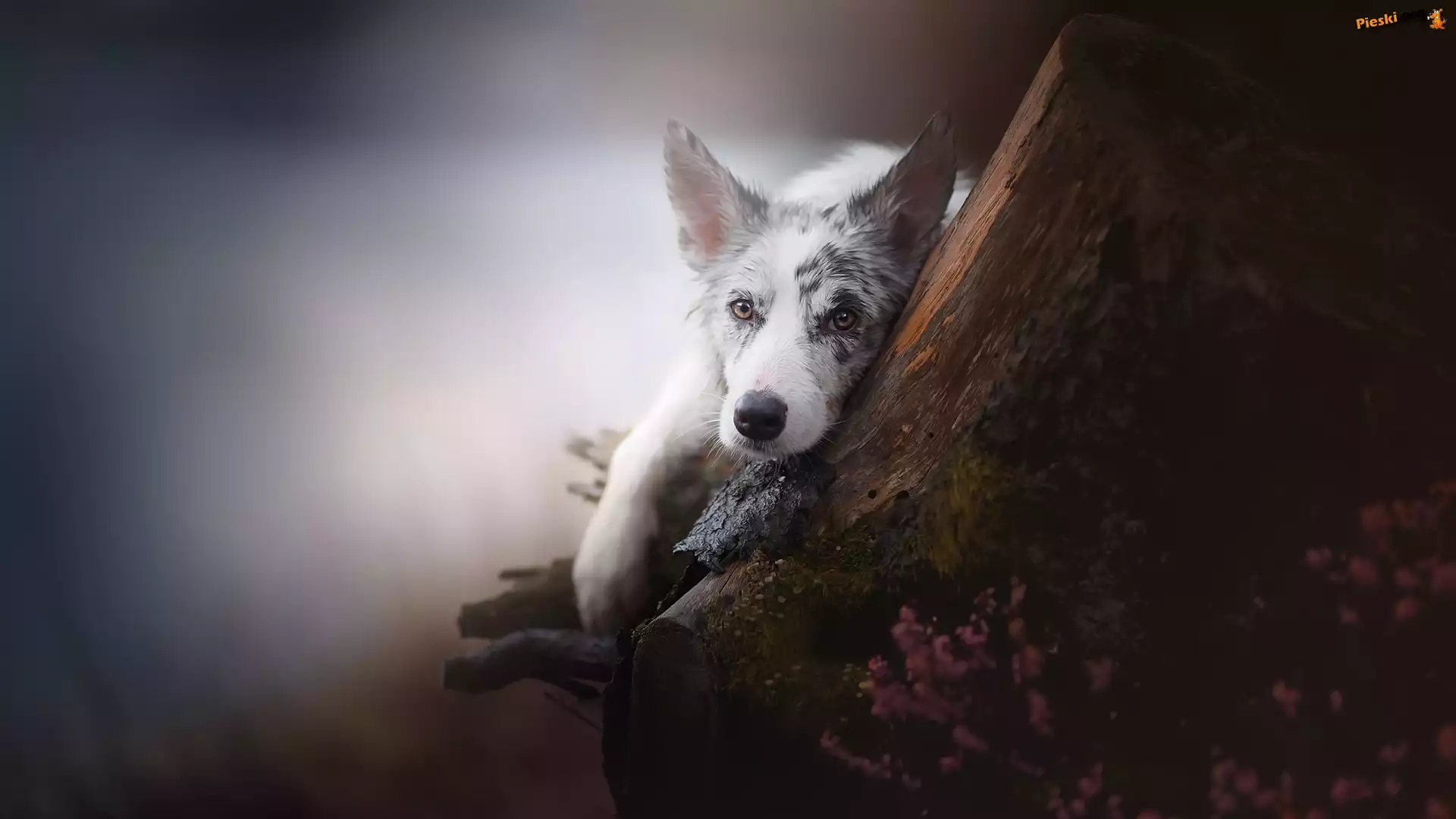 Drzewo, Border collie, Pies, Mordka, Wrzos