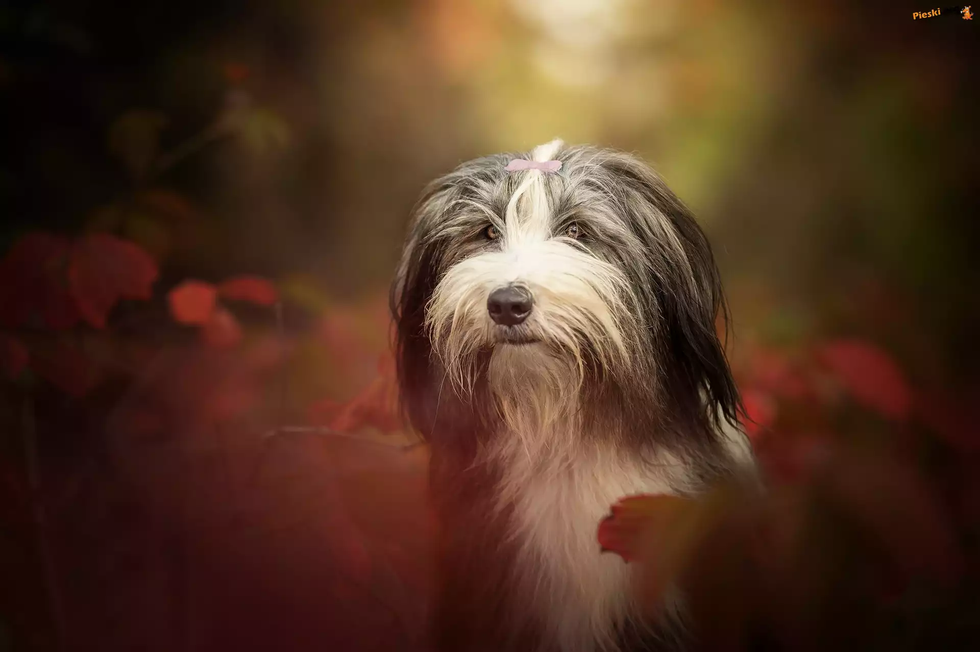 Pies, Liście, Jesień, Bearded collie, Głowa, Rozmyte Tło