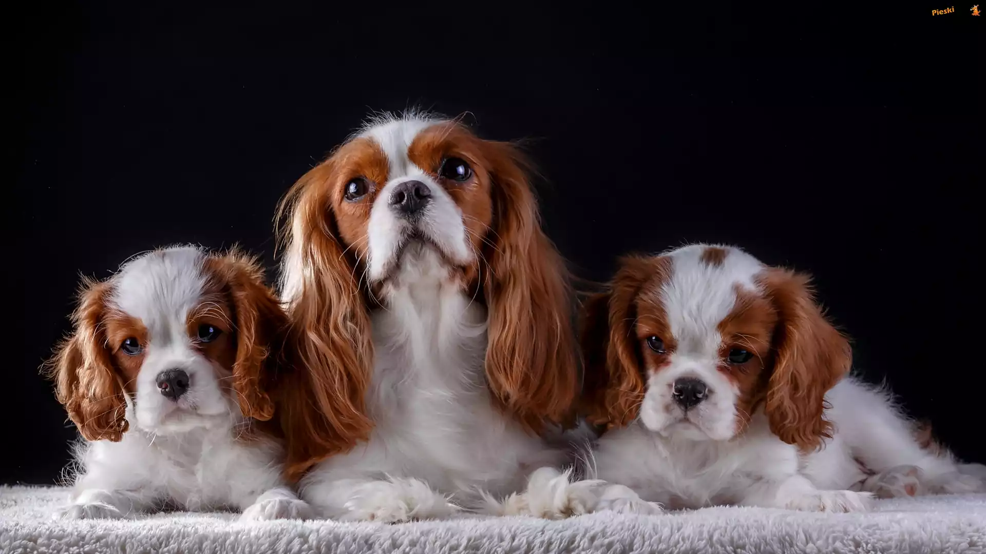 Koc, Szczenięta, Cavalier king charles spaniel, Suczka, Ciemne tło