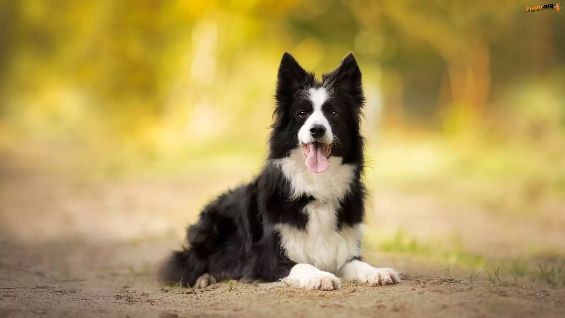 Jęzor, Border collie, Pies, Mordka, Piasek
