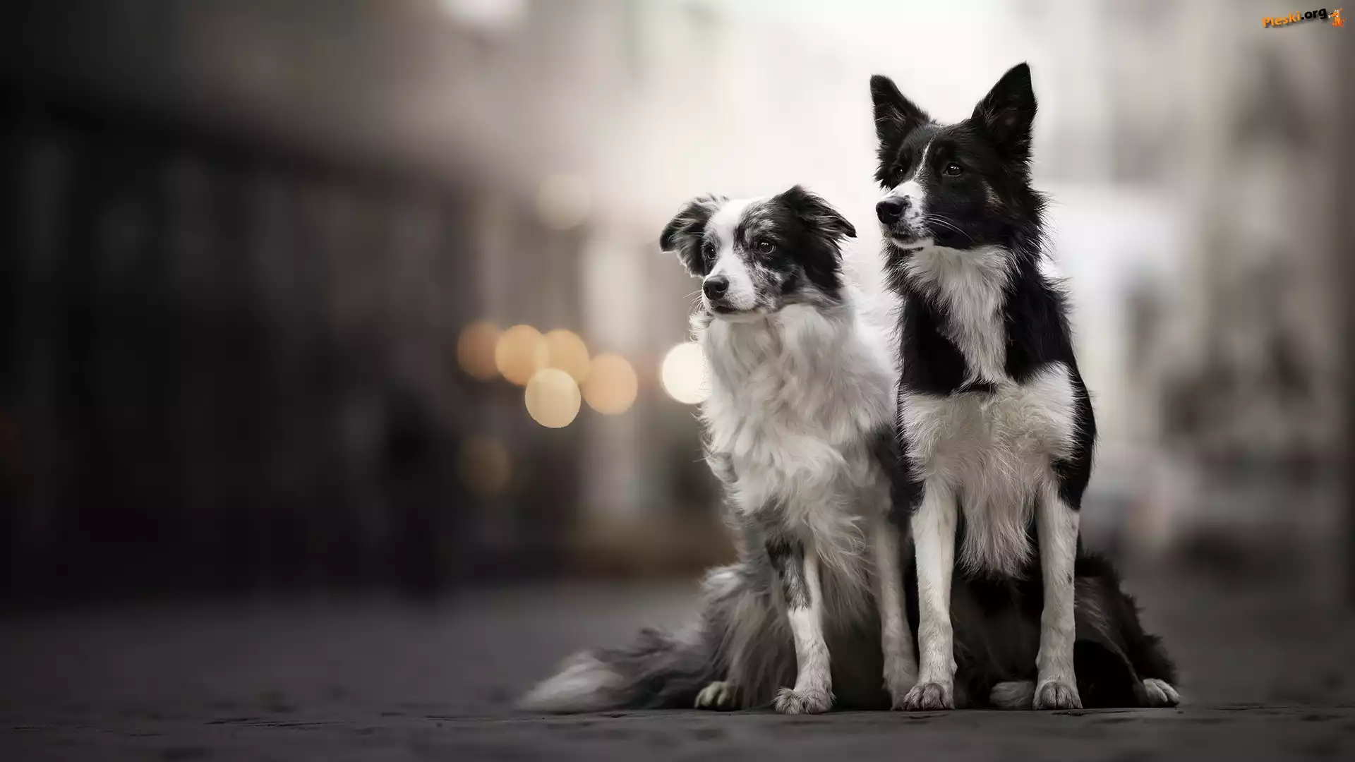 Rozmyte, Psy, Dwa, Border collie, Tło