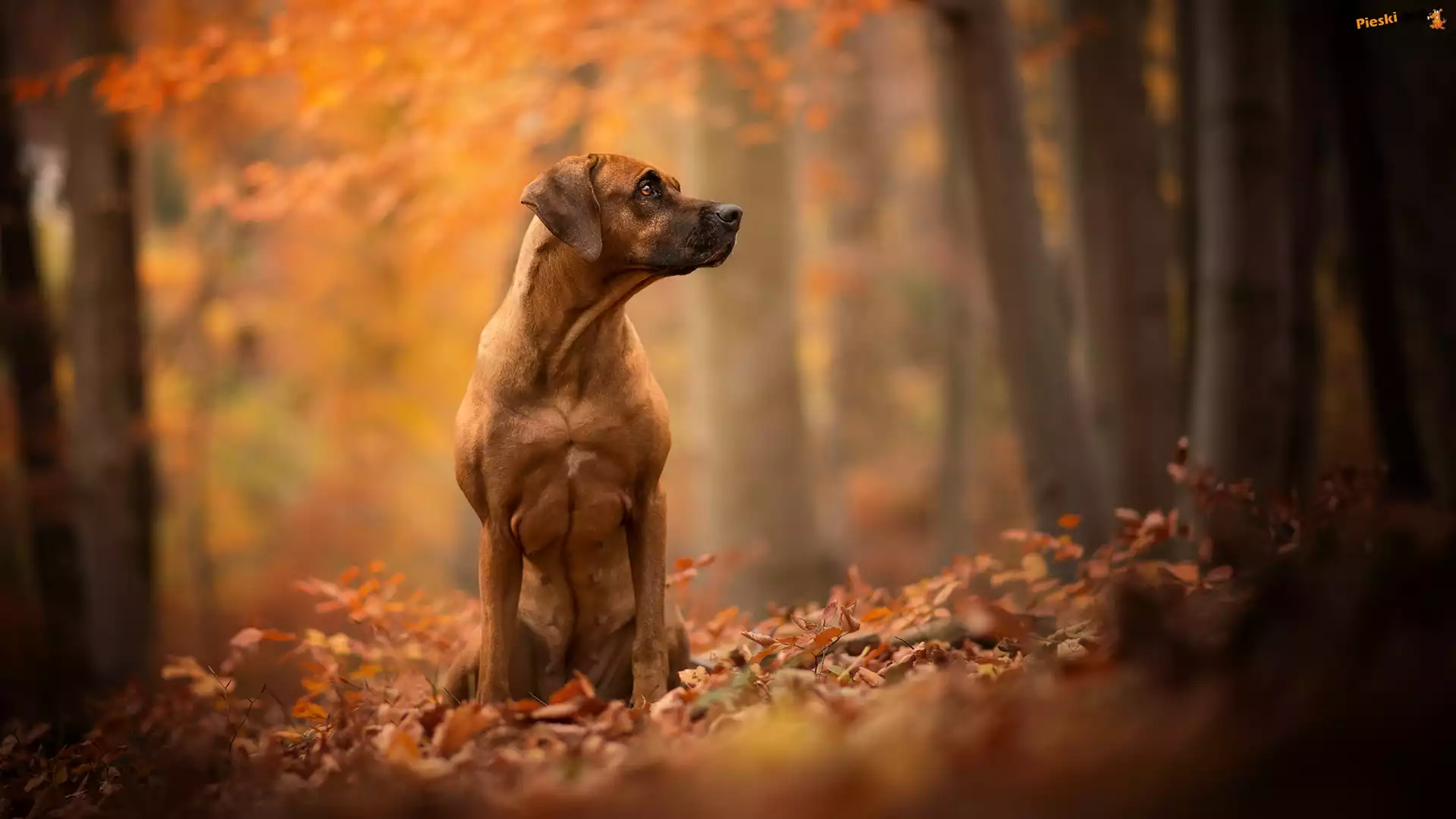 Pies, Rhodesian ridgeback, Liście