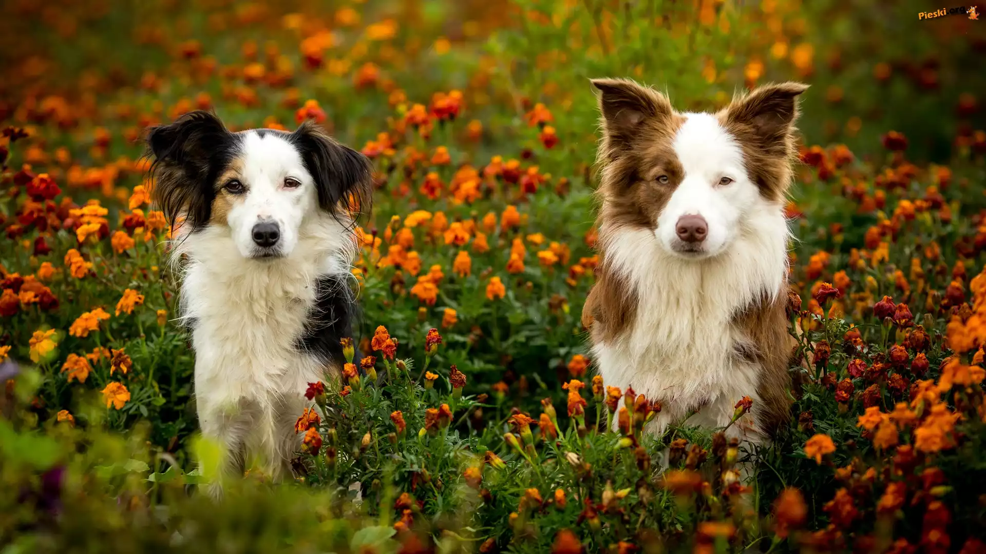 Łąka, Kundelek, Psy, Border collie, Kwiaty