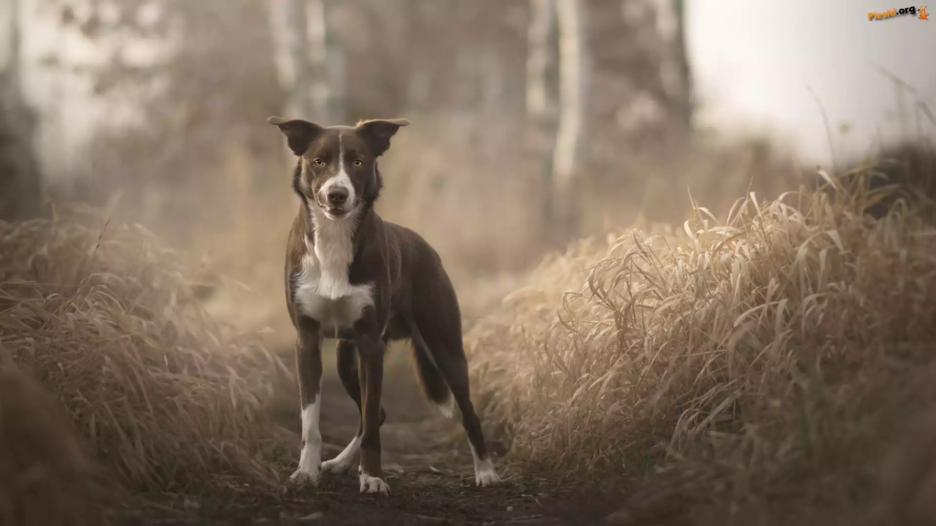 Ścieżka, Pies, Border collie, Trawa