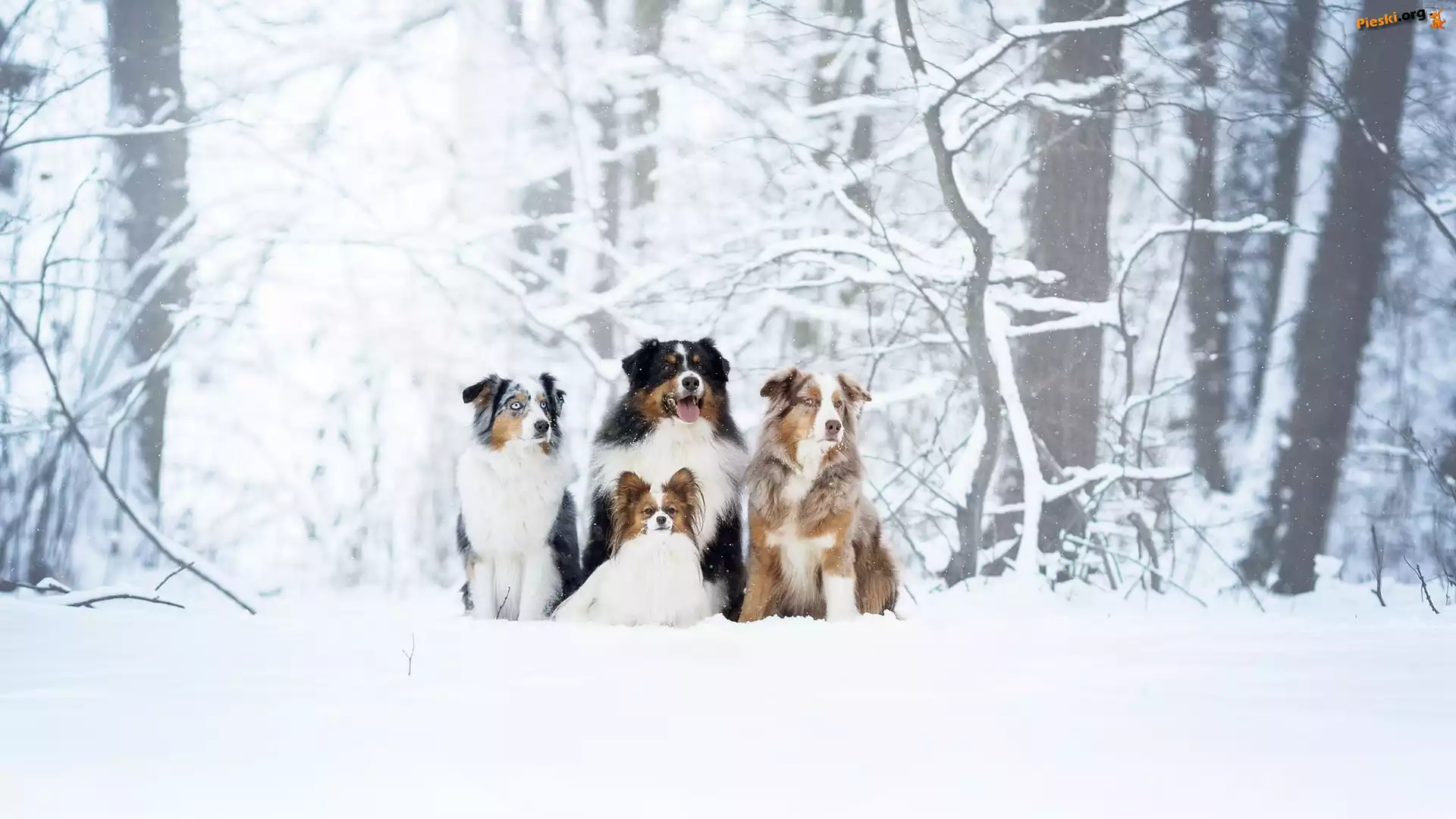 Spaniel kontynentalny miniaturowy Papillon, Cztery, Zima, Owczarek australijski, Psy, Berneński pies pasterski, Drzewa