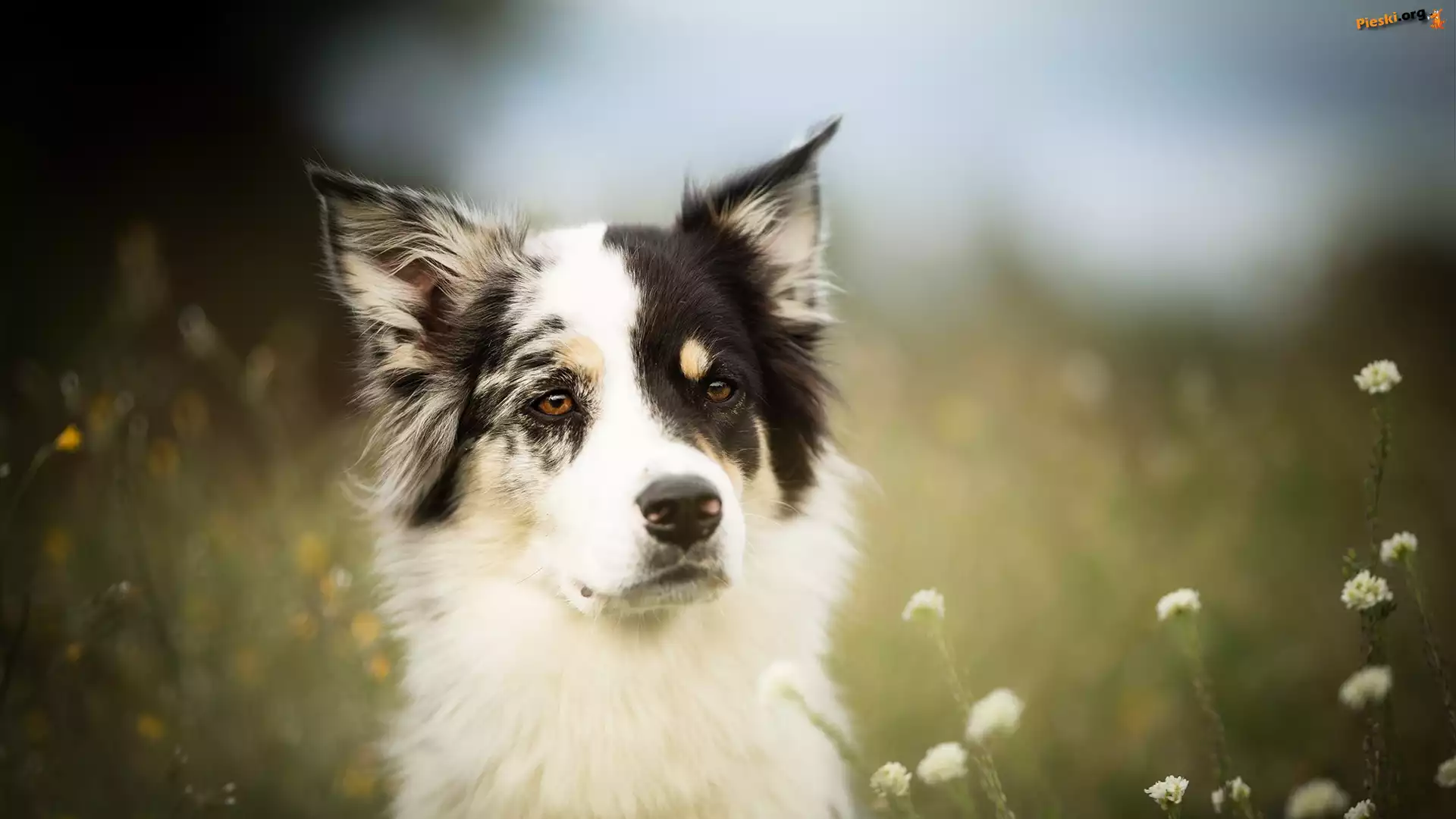 Łąka, Border collie, Pies, Mordka, Kwiaty