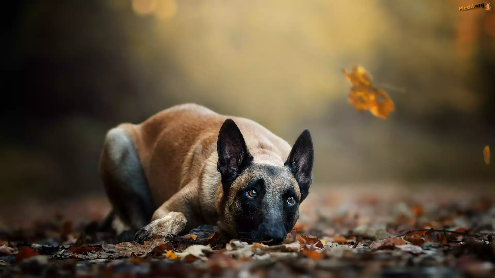 Owczarek belgijski Malinois, Leżący, Pies, Liście